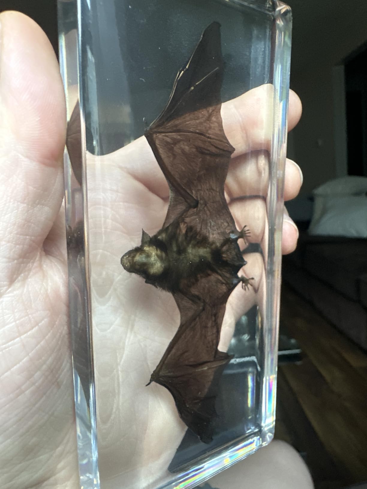 Taxidermy Bat, Real Bat Specimens Animal Specimen in Resin for Science Classroom Science Education, Great Gift for Fans of Taxidermy, Animal Skull, Oddities, Biology(5.5x2.5x0.7 Inch) customer photo 2