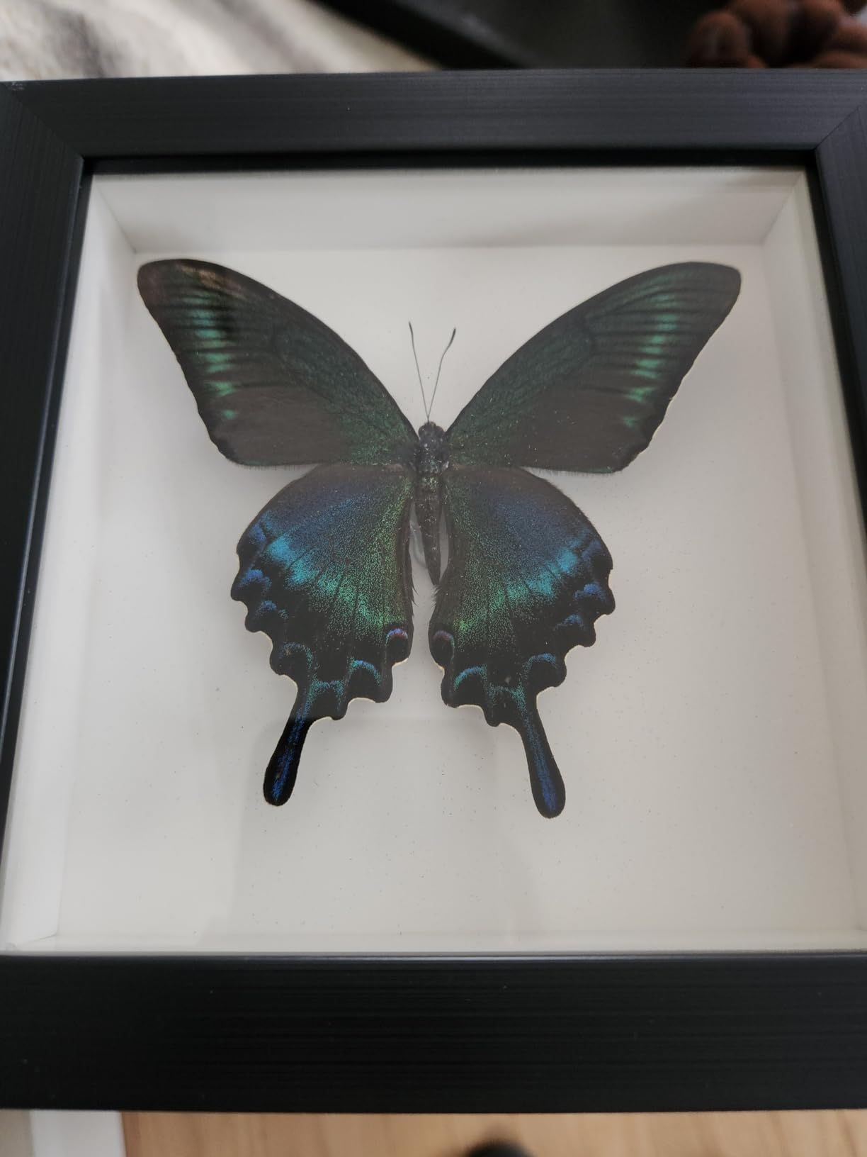 ITrixgan Taxidermy Butterfly, Framed Butterfly Specimen, Display Insect Shadow Box For Wall Table Top Shelf Decor customer photo 2