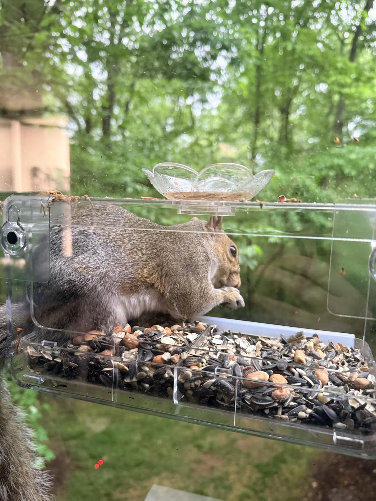 WENMIXER Window Bird Feeder with Non-Marking Self-Adhesive Hooks customer photo 1