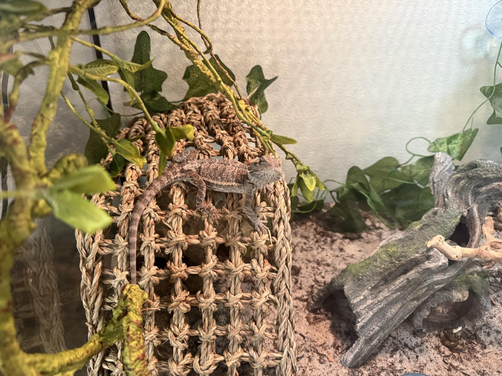RUNANIA Bearded Dragon Tank Accessories, 10 PCS Reptile Hammock Plants Bridge Jungle Climber Vines for Snakes Bearded Dragon Chameleon Gecko Lizard customer photo 1