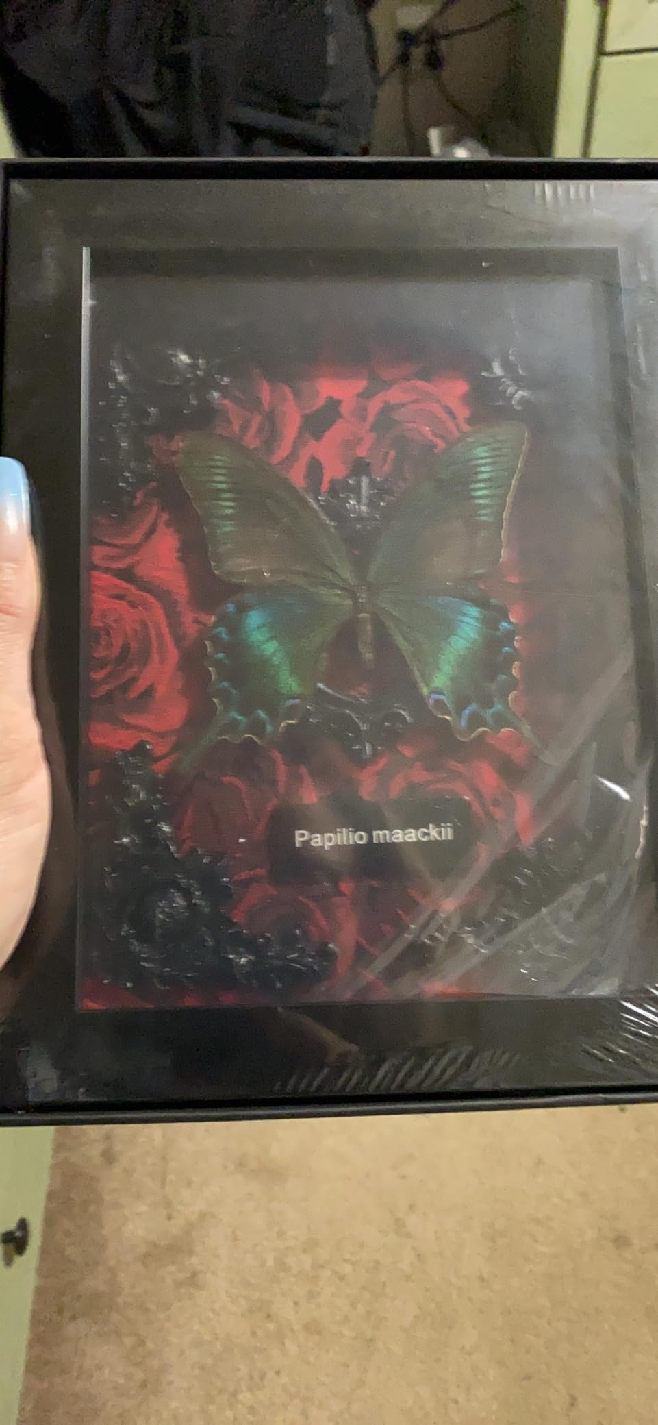 Real Framed Butterfly Taxidermy - Shadow Box, Real Framed Butterfly in a Box for Gothic Home Decor Aesthetic (Alpine Black Swallowtail Black Background) customer photo 2