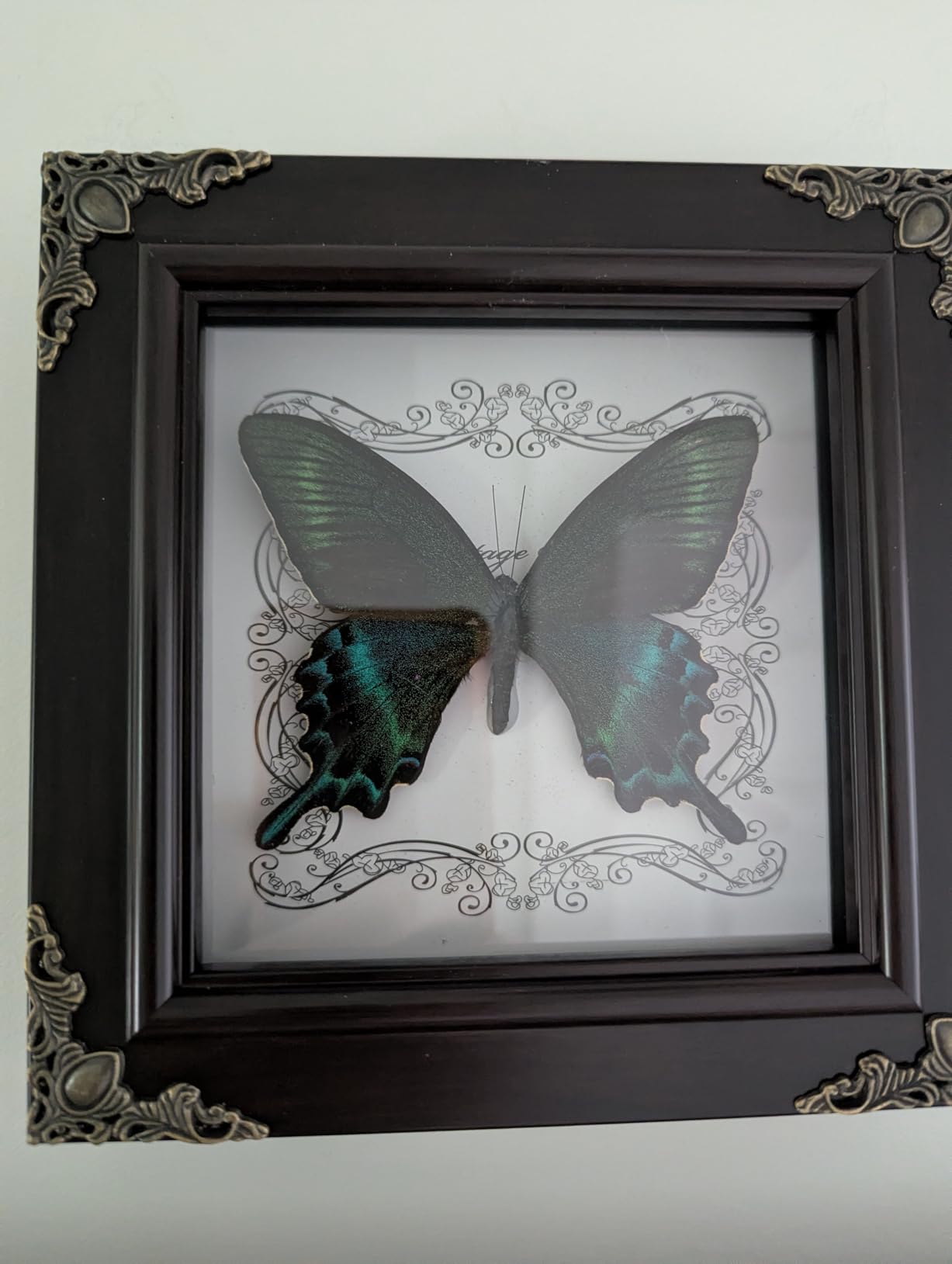 Real Framed Butterfly Specimen, Handmade Butterfly Taxidermy Shadow Box, Goth Gifts for Women, Dark Academia & Witchy Decor (Yellow Spotted Cicada) customer photo 1