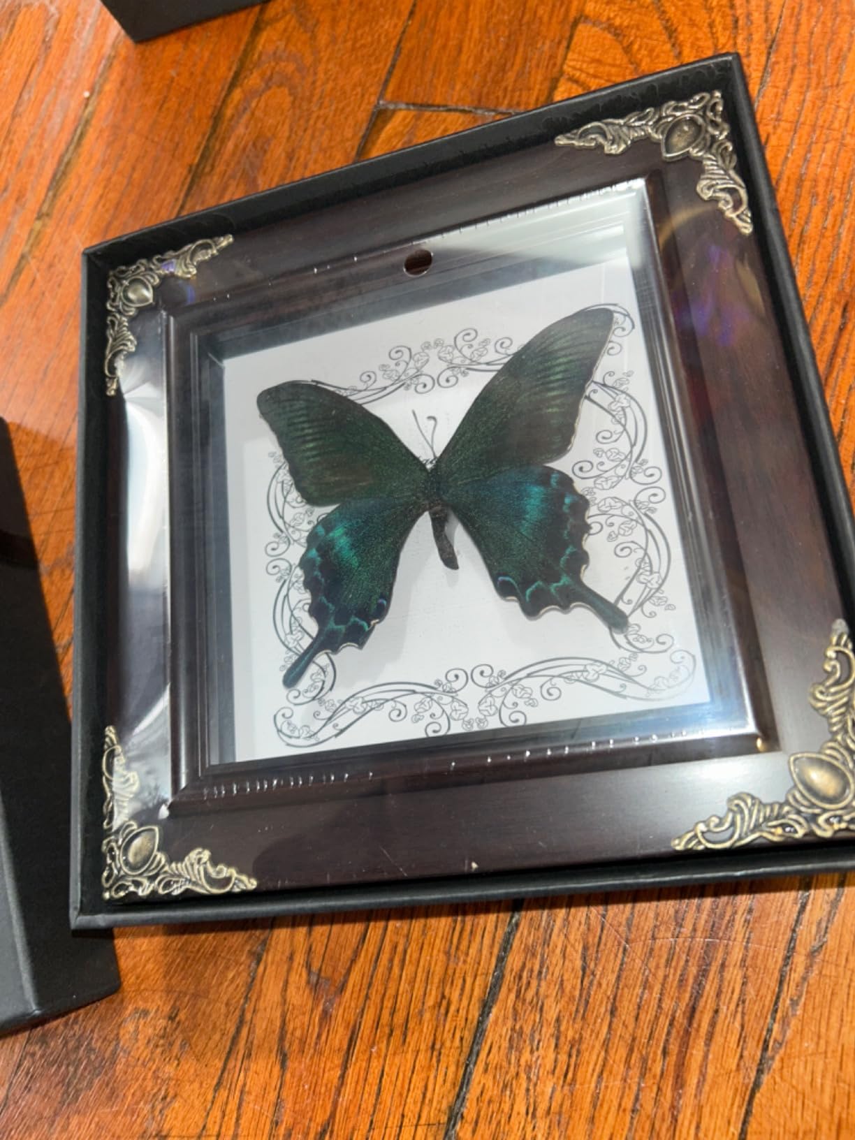 Real Framed Butterfly Specimen, Handmade Butterfly Taxidermy Shadow Box, Goth Gifts for Women, Dark Academia & Witchy Decor, (Yellow Spotted Cicada) customer photo 2