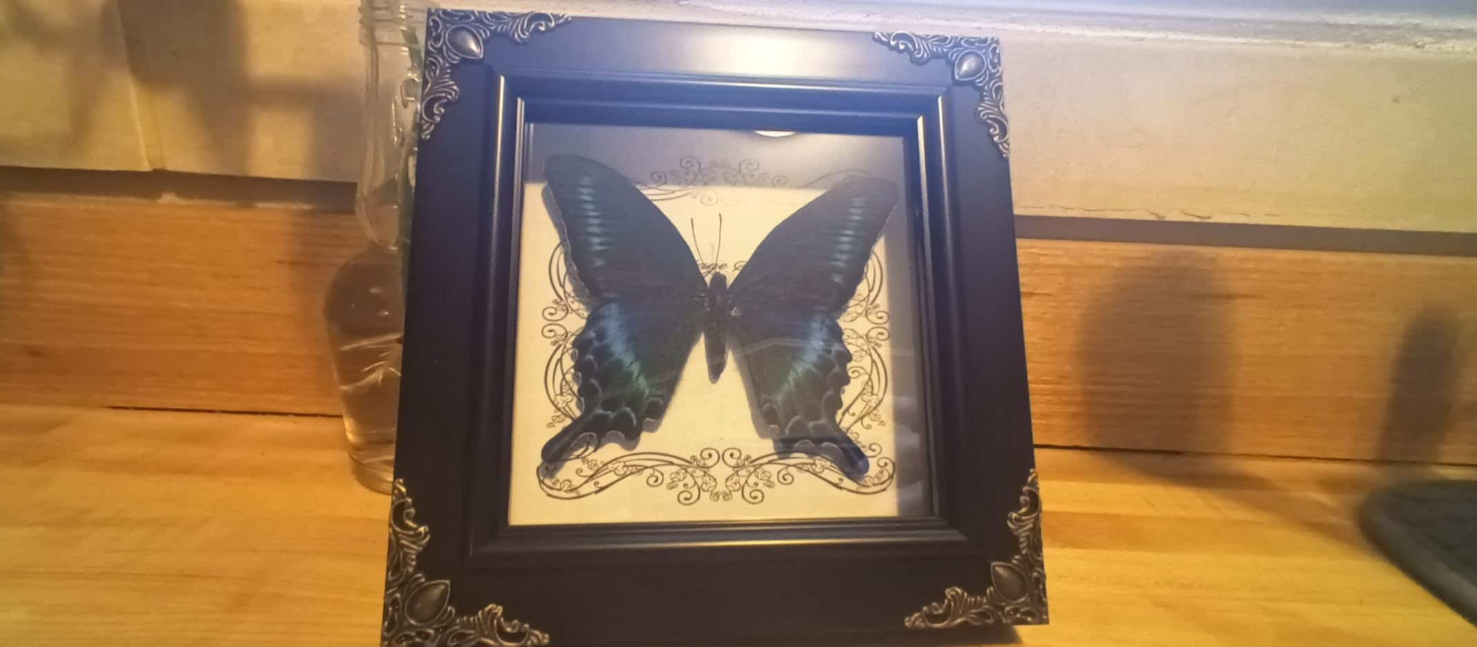 Real Framed Butterfly Specimen, Handmade Butterfly Taxidermy Shadow Box, Goth Gifts for Women, Dark Academia & Witchy Decor (Citrus Swallowtail Butterfly) customer photo 1