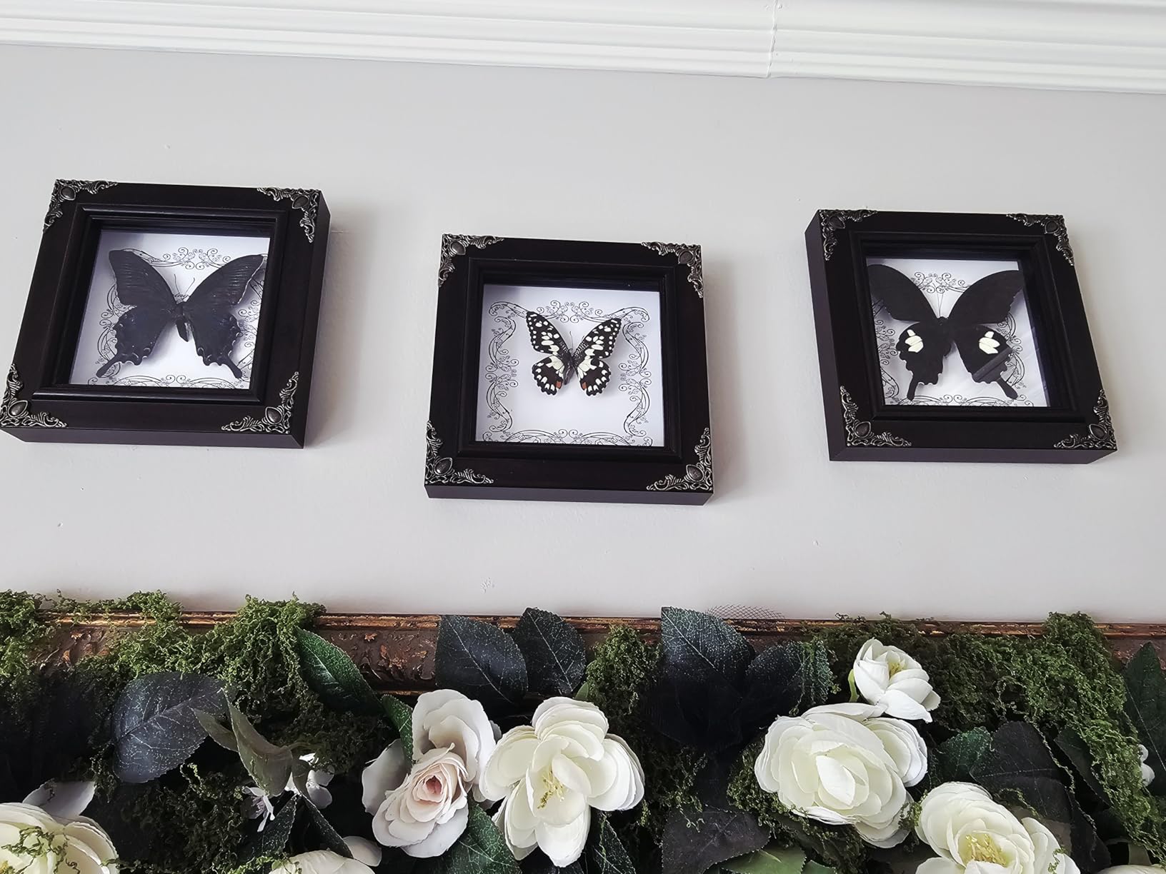 Real Framed Butterfly Specimen, Handmade Butterfly Taxidermy Shadow Box, Goth Gifts for Women, Dark Academia & Witchy Decor (Citrus Swallowtail Butterfly) customer photo 2