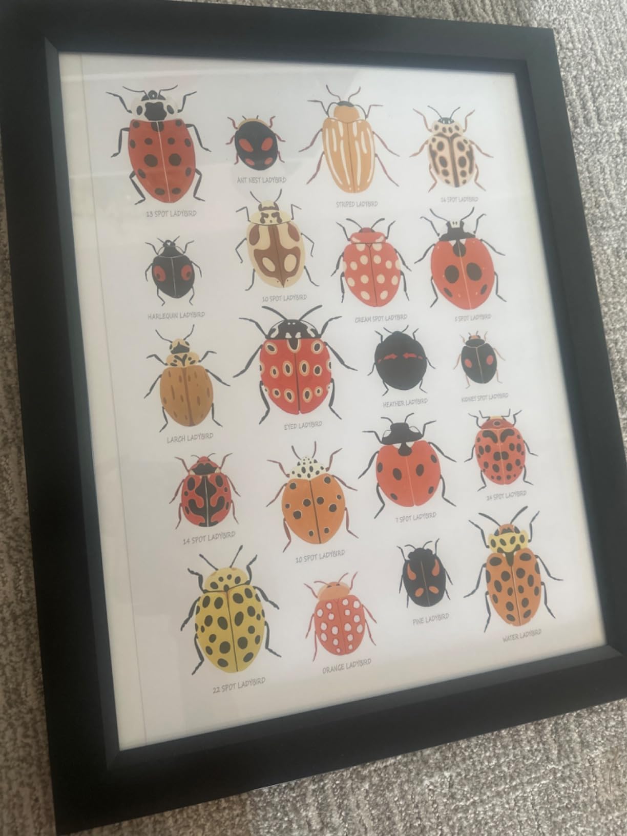 Nationcog Pangolin, Anteater & Echidna Print, Nursery Wall Art, Animal Prints, Kids Room Decor, Animal Nursery, Home Decor, Gift for Her (Unframed) (20x30) customer photo 1