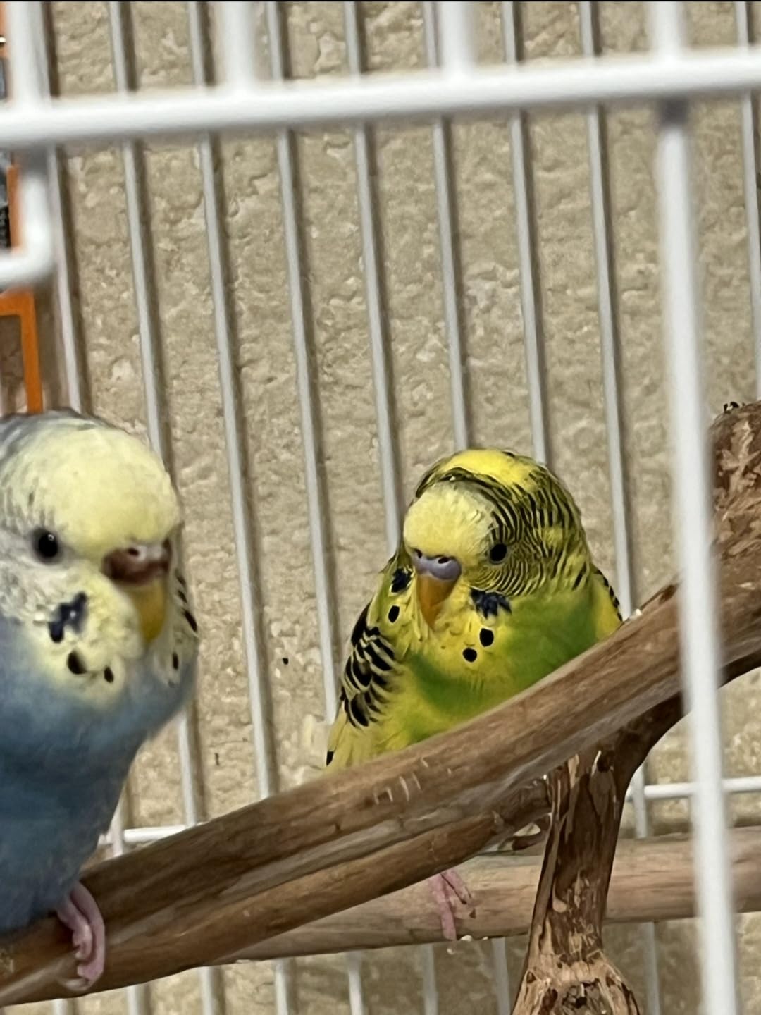 Bird Toys Rope Perch with Bell Colorful Bird Chewing Shredding Foraging Toys Parrot Swing Climbing Standing Hanging Toys Cage Accessories for Conure Cockatiel Budgies Lovebird customer photo 1