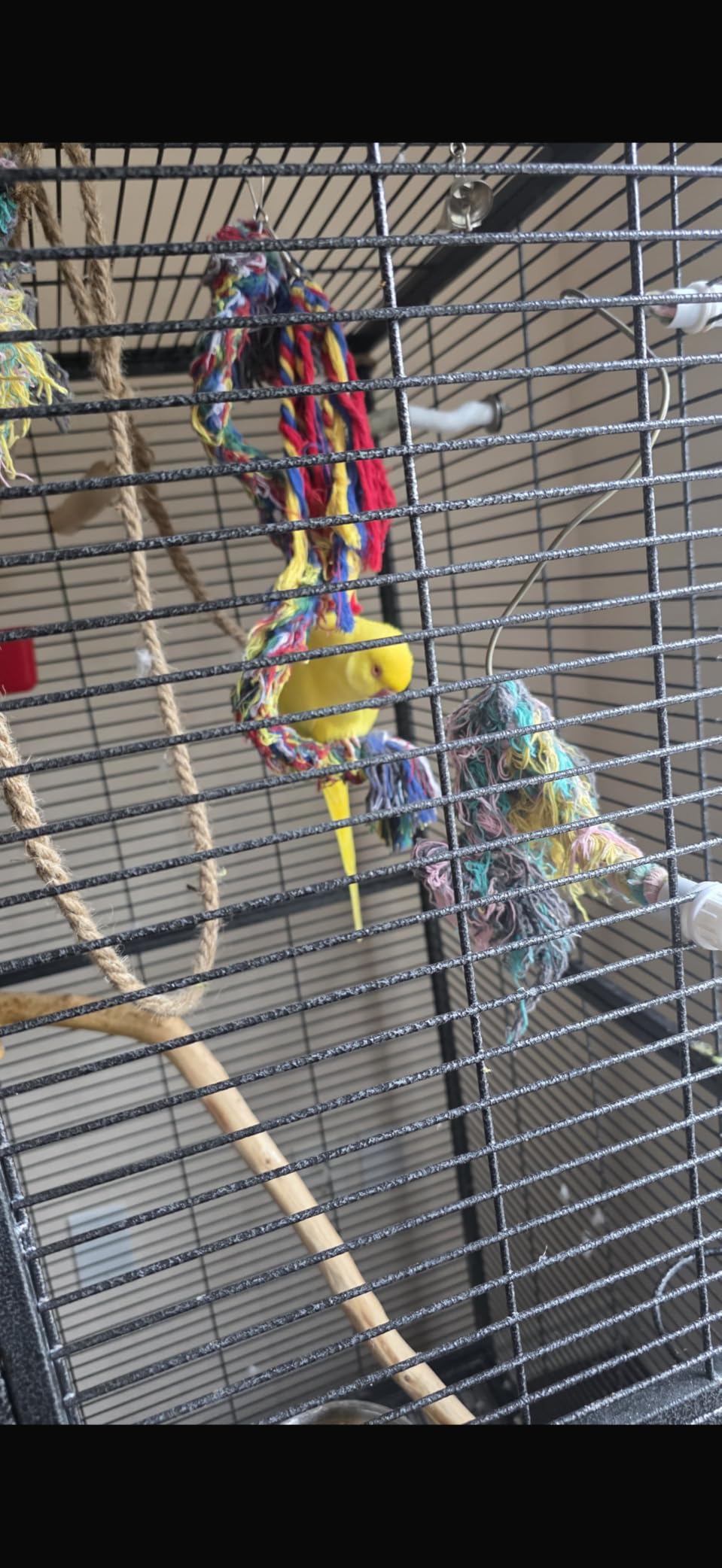 Bird Toys Rope Perch with Bell Colorful Bird Chewing Shredding Foraging Toys Parrot Swing Climbing Standing Hanging Toys Cage Accessories for Conure Cockatiel Budgies Lovebird customer photo 2