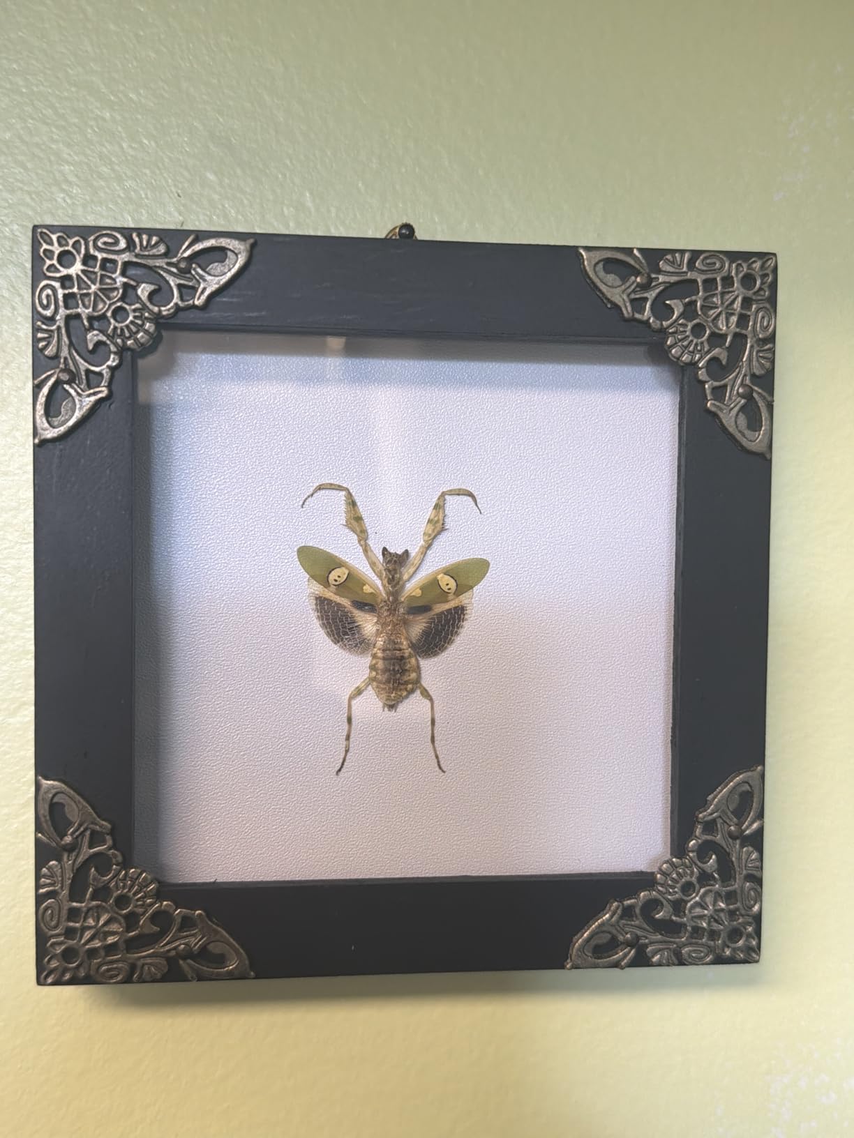 Real Murder Hornet Specimen Shadow Box Preserved Insect Taxidermy K12-54-TR | Handmade Wooden Frame, Entomology Collectible, Oddities & Curiosities Decor, Unique Gift for Insect Collectors customer photo 2