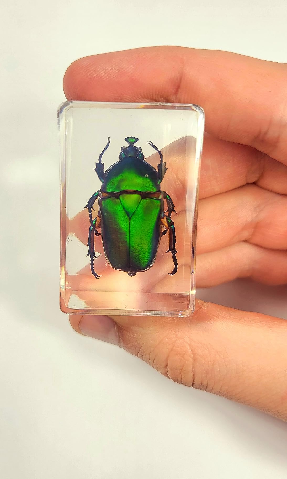 44mm Real Grasshopper in Crystal Clear Lucite Resin Specimen Preserved GRIG Insect Taxidermy Crafts Collection for Biology Science Education & Desk Ornament Display Supplies customer photo 1