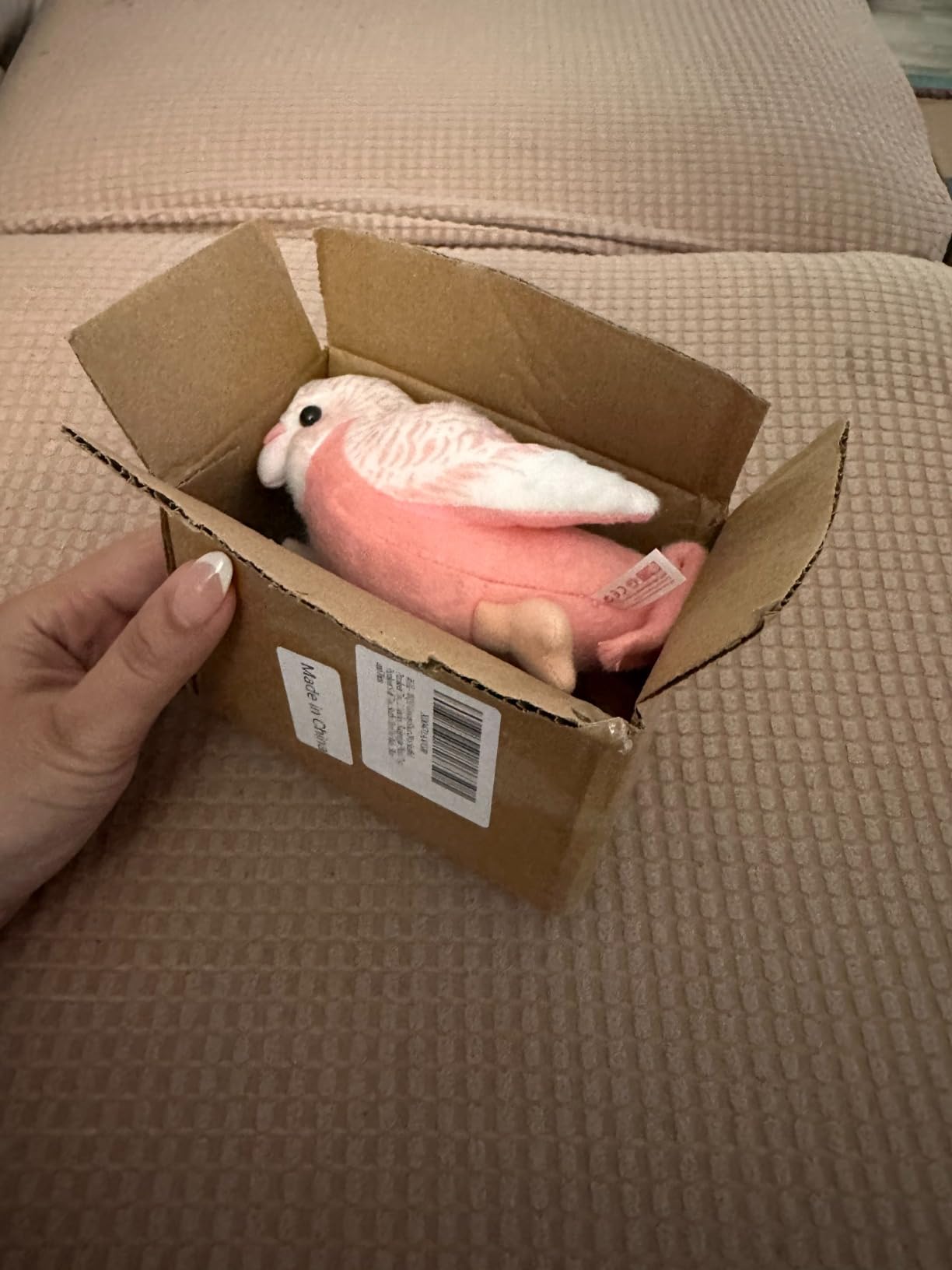 2Pcs Budgerigar Plush Toy, 5.5 inches, Parakeet Plush Toy, Budgie Soft Toy, Bird Stuffed Animal for Kids customer photo 1