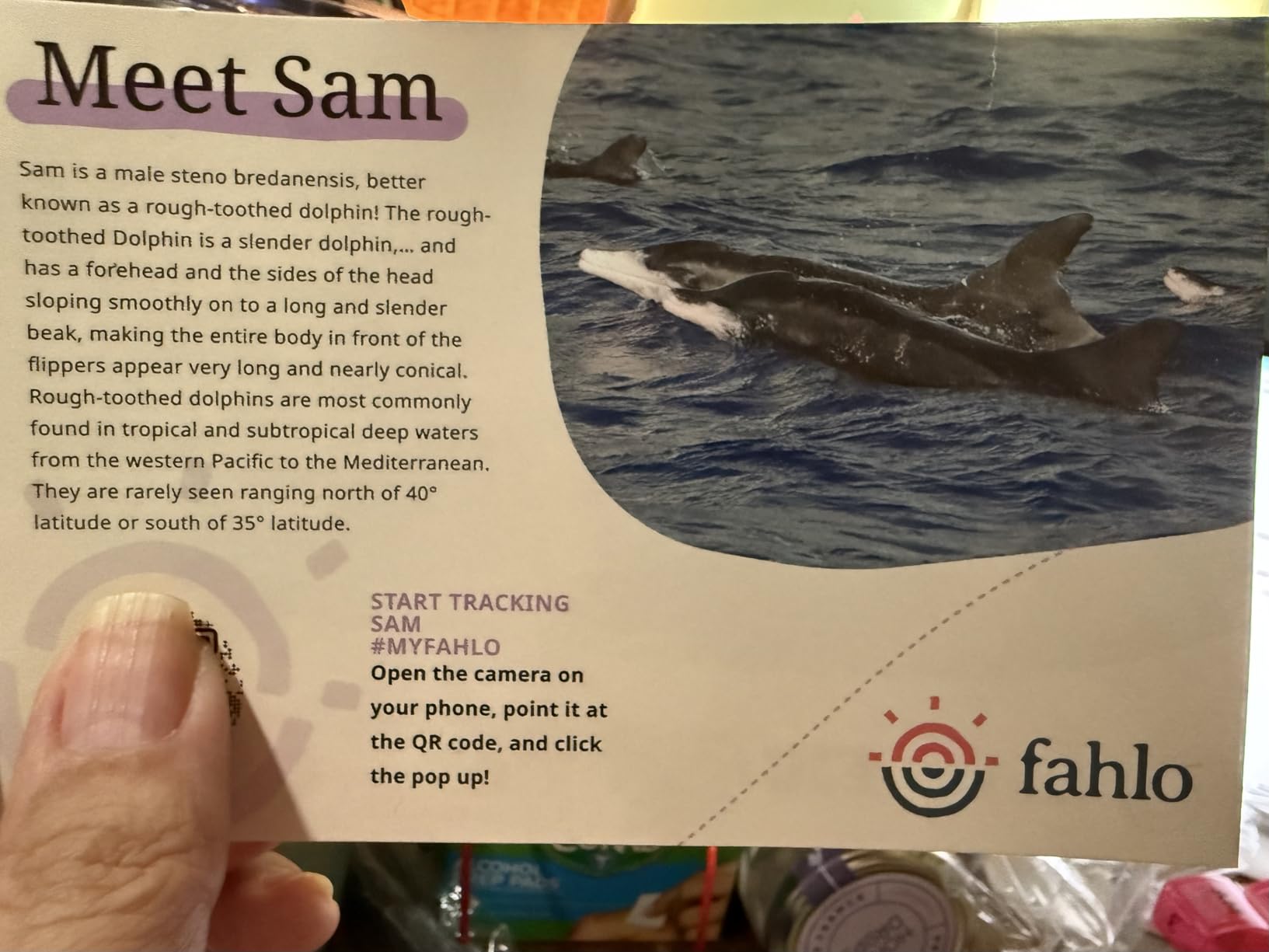 Fahlo Dolphin Tracking Bracelet, FIU Marine Conservation, One Size customer photo 1