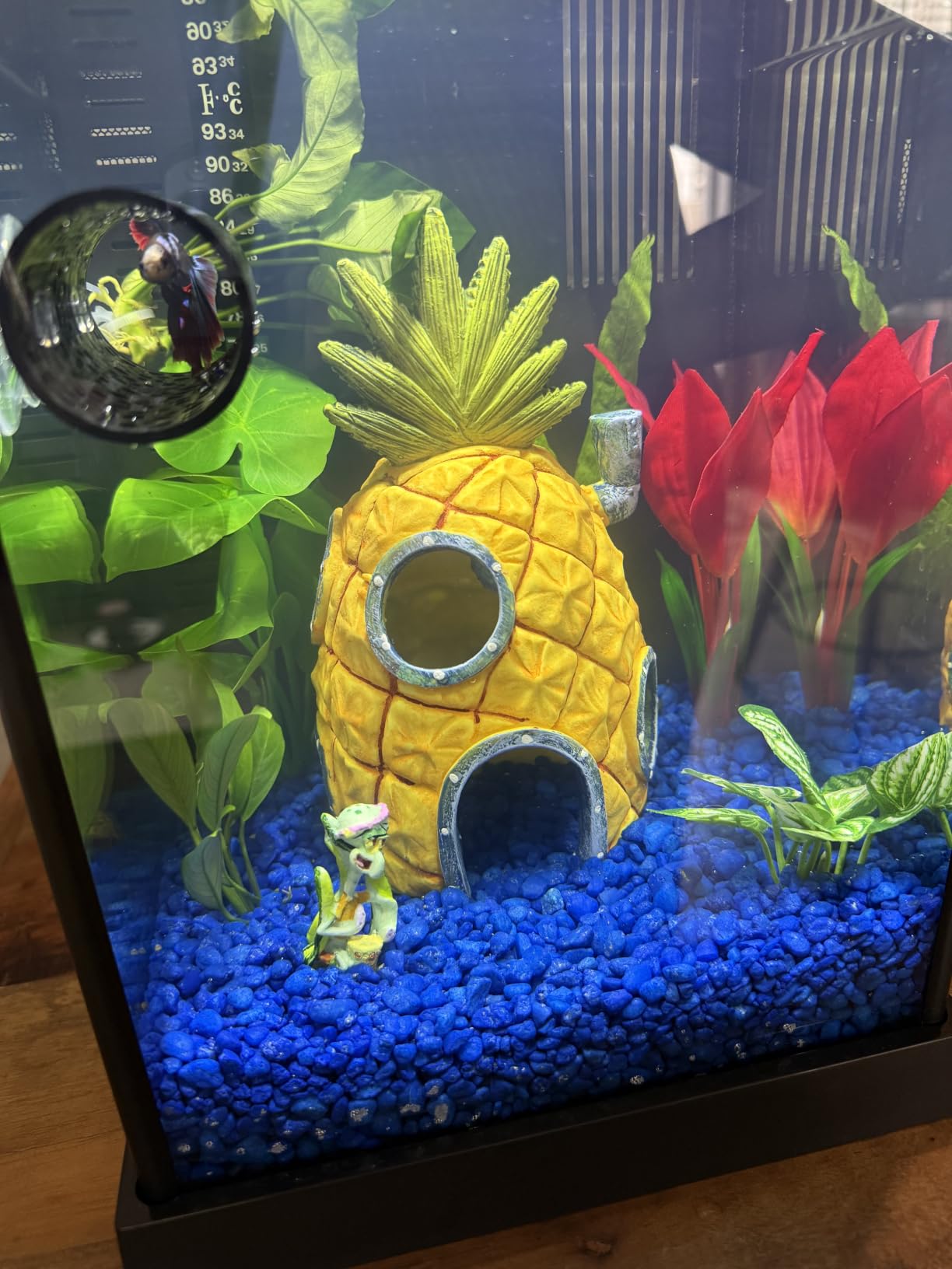 Abizoo Betta Cave - Purple Fish Tunnel with Holes for Small Fish & Shrimp Habitat, Betta Toys Shelter Hideaway, Moss Aquarium Ornament customer photo 1