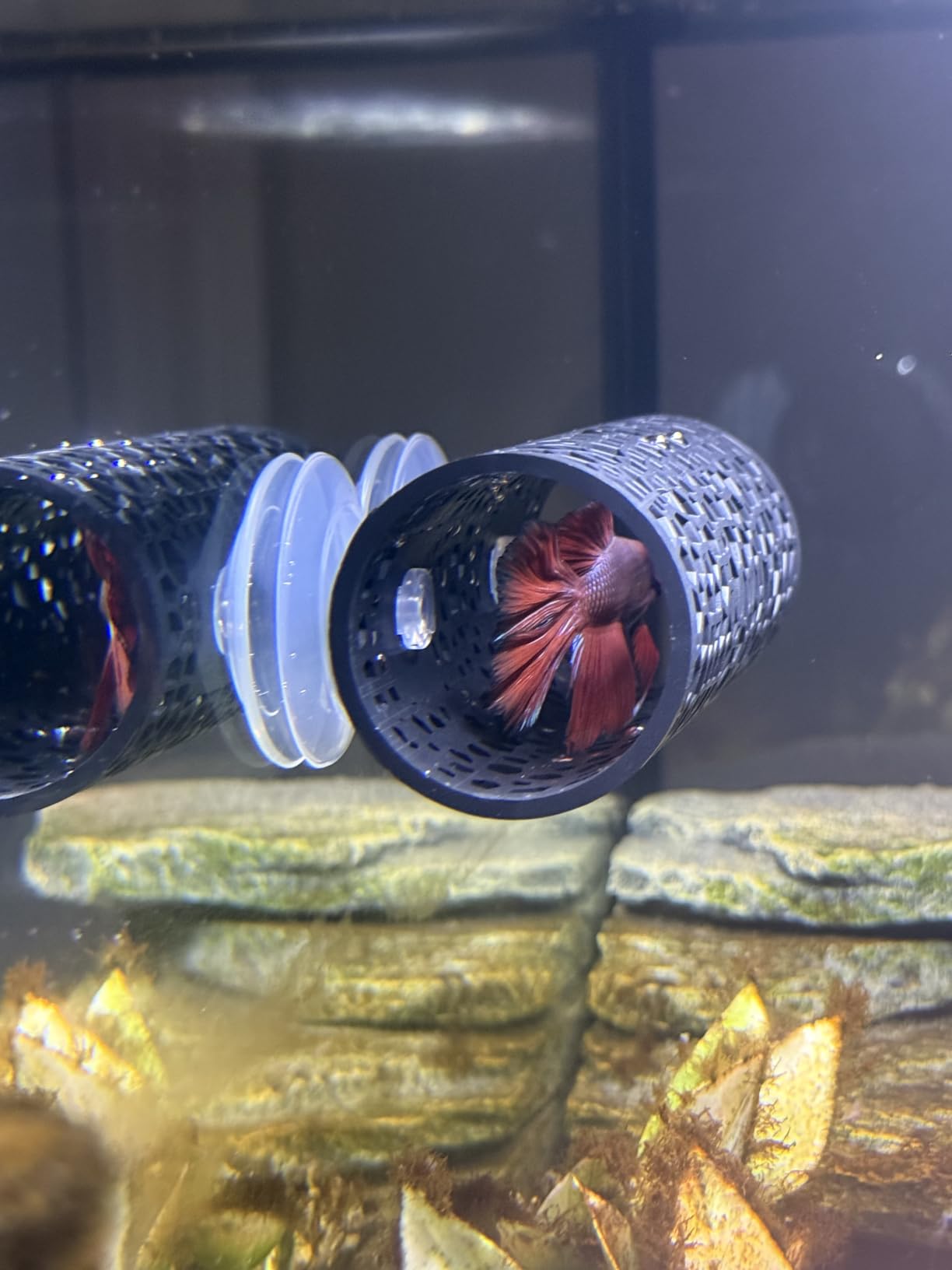 Abizoo Betta Cave - Purple Fish Tunnel with Holes for Small Fish & Shrimp Habitat, Betta Toys Shelter Hideaway, Moss Aquarium Ornament customer photo 2