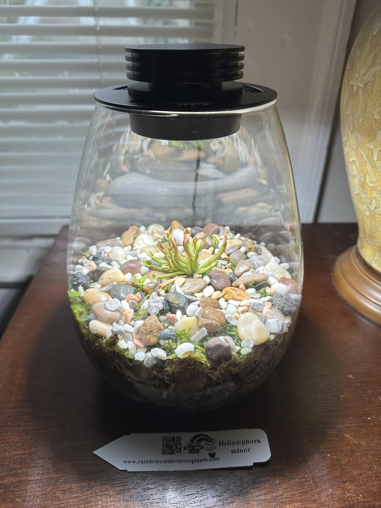Desktop Glass Plant Terrarium with Grow Light for Carnivorous Plants & Moss | H 7.8 x D 6.7 in; Timer Auto On/Off customer photo 1