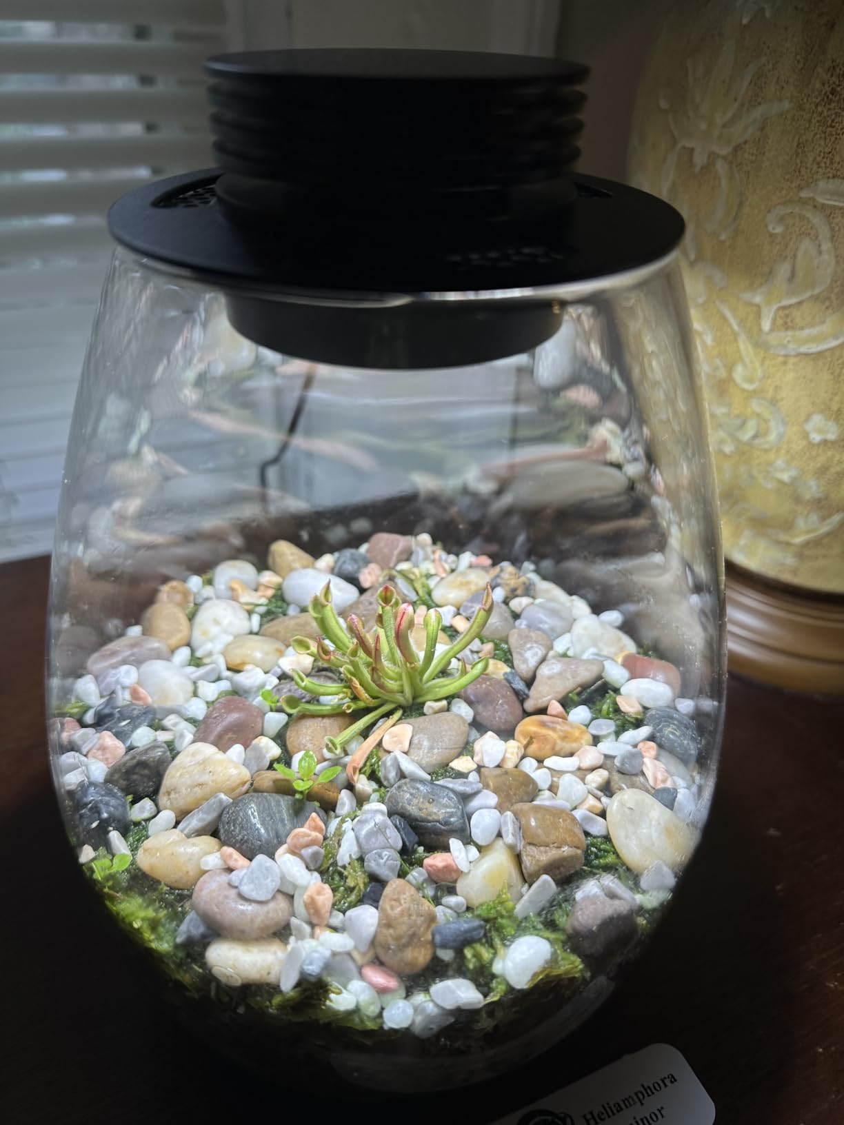 Desktop Glass Plant Terrarium with Grow Light for Carnivorous Plants & Moss | H 7.8 x D 6.7 in; Timer Auto On/Off customer photo 2