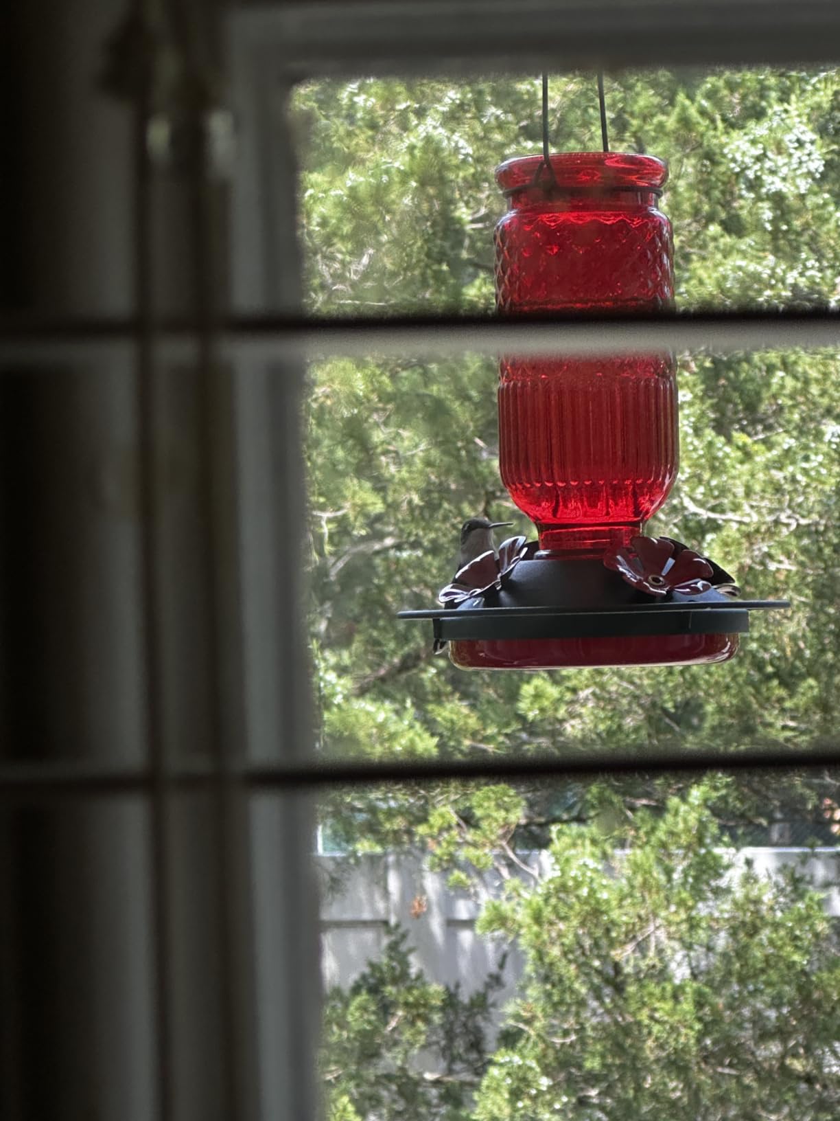FEED GARDEN Glass Hummingbird Feeder for Outdoors Hanging, 16 oz Leak-Proof Nectar Feeder with Bee Guards & Ant Moat, 4 Metal Flower Feeding Ports, 360° Perch Ring, Easy Refill & Clean, Red customer photo 1