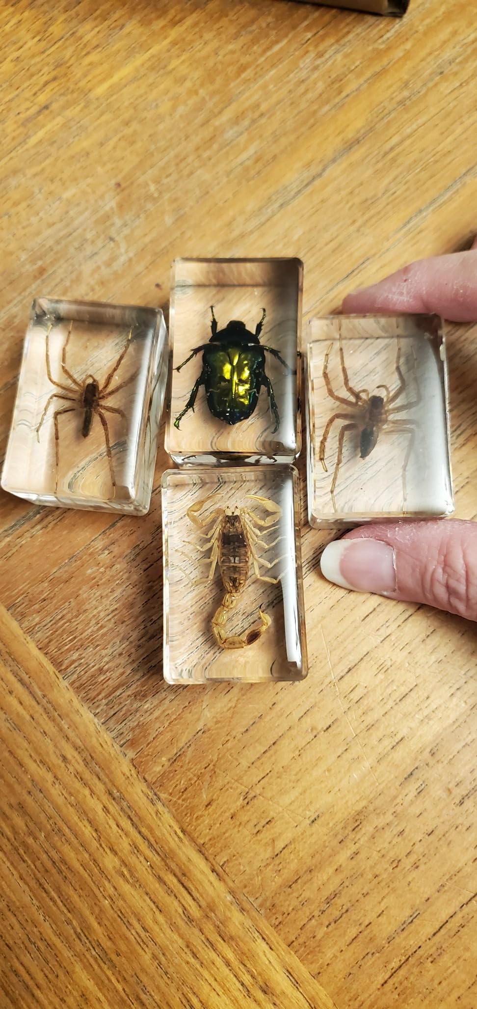 30 PCS Insect in Resin Specimen Bugs Collection Paperweights, Various Taxidermy Bugs customer photo 1
