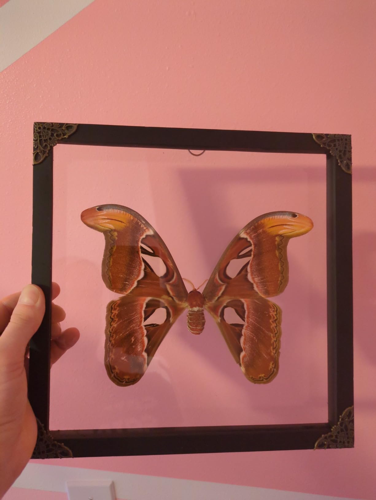 Real Atlas Moth 10.2