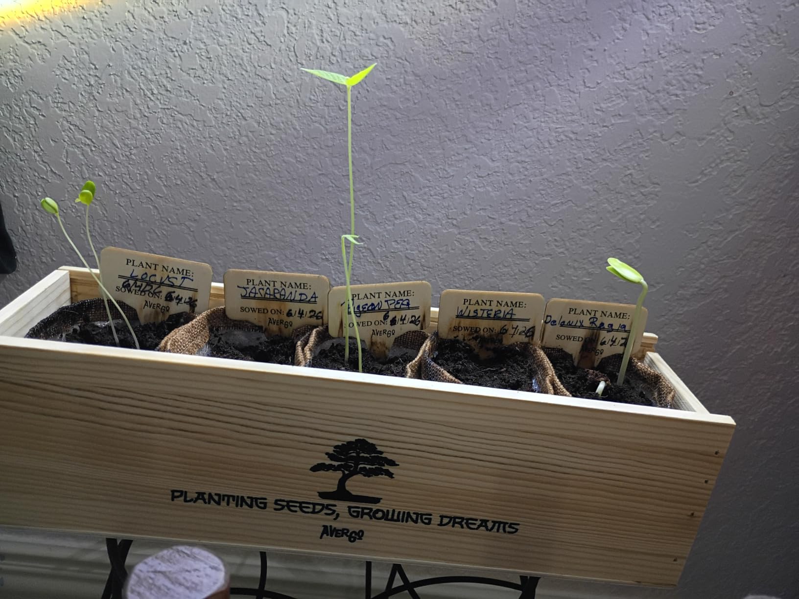 Bonsai Tree Kit Classic - Growing 5 Unique Japanese Bonzai Trees | Complete Indoor Bonsai Starter Kits for Growing Trees - Plant Lovers Gifts for Women & Men customer photo 1