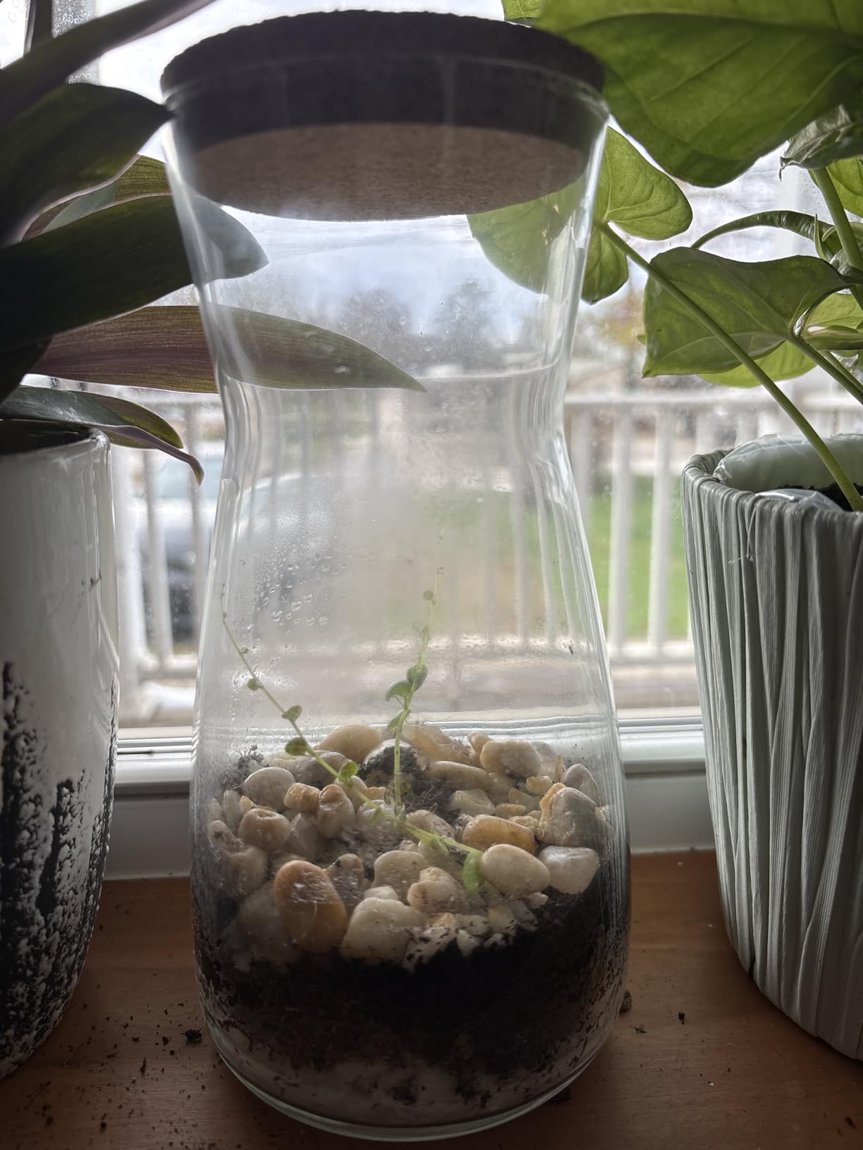 Terrarium Kit for Plants DIY (1 Gallon) | Starter Pack - Closed Ecosystem - 1 Gal Glass - Succulents, Air Plants, Bonsai, Indoor Plants - (Plants Not Included) customer photo 1