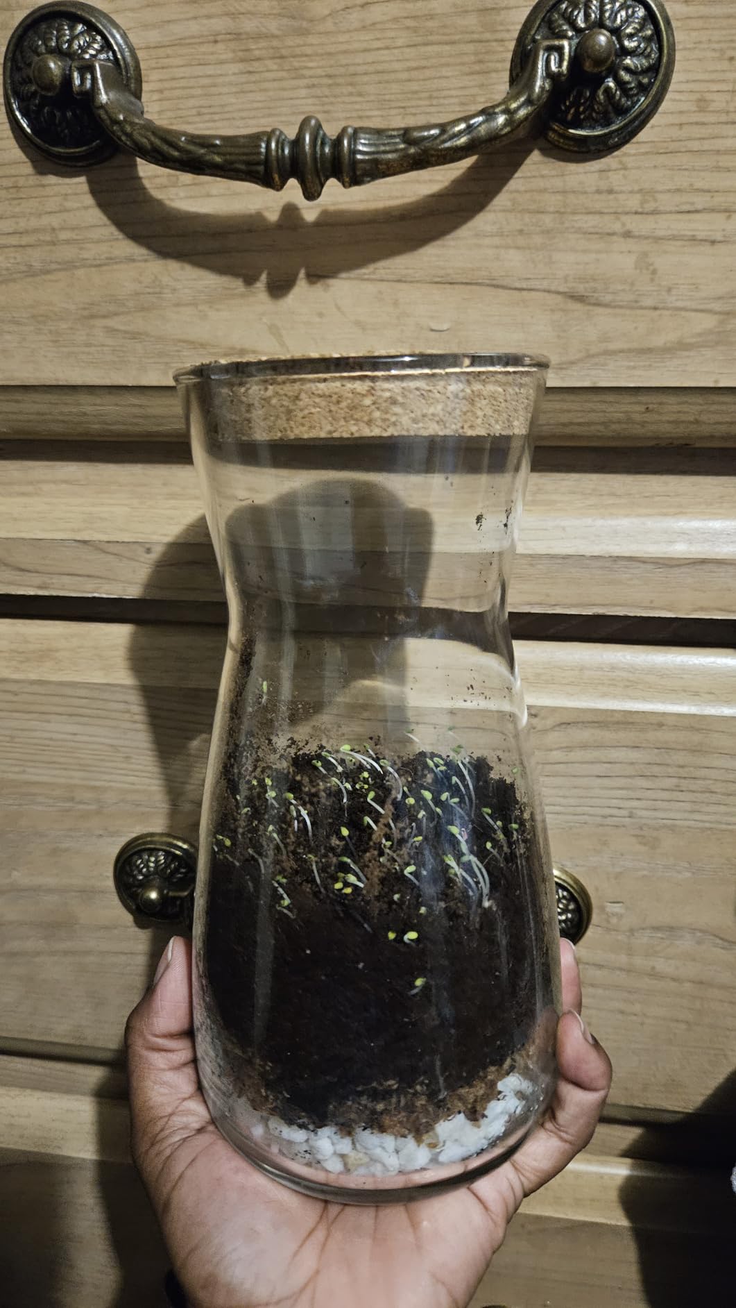 Terrarium Kit for Plants DIY (1 Gallon) | Starter Pack - Closed Ecosystem - 1 Gal Glass - Succulents, Air Plants, Bonsai, Indoor Plants - (Plants Not Included) customer photo 2