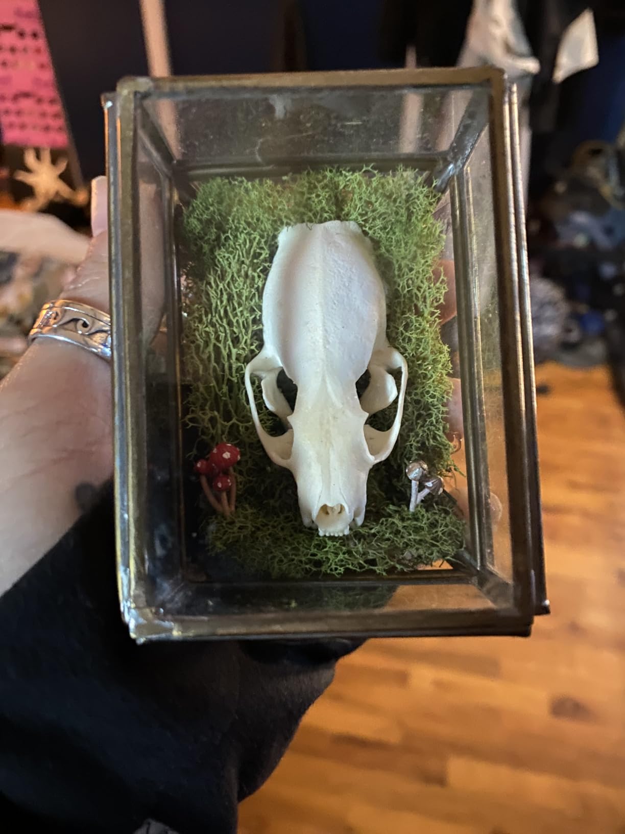 Taxidermy Real Animals Skull Decor - Model Animals Bones Specimen, Taxidermy Supplies for Science Education, Collection (Mink Skull) customer photo 2
