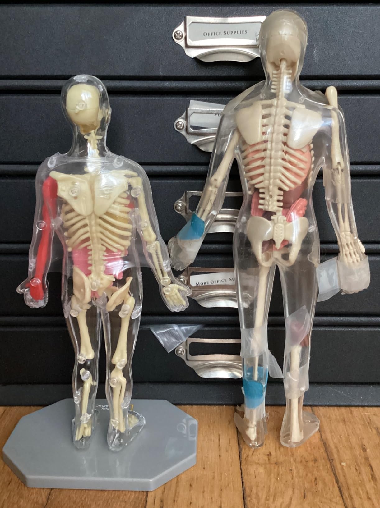 National Geographic Human Body Model for Kids 32-Piece Anatomy Set | Glow-in-the-Dark Bones, Organs & Muscles, Forceps and ID Chart, Anatomy and Physiology Learning, STEM Toy, Birthday Gift customer photo 1