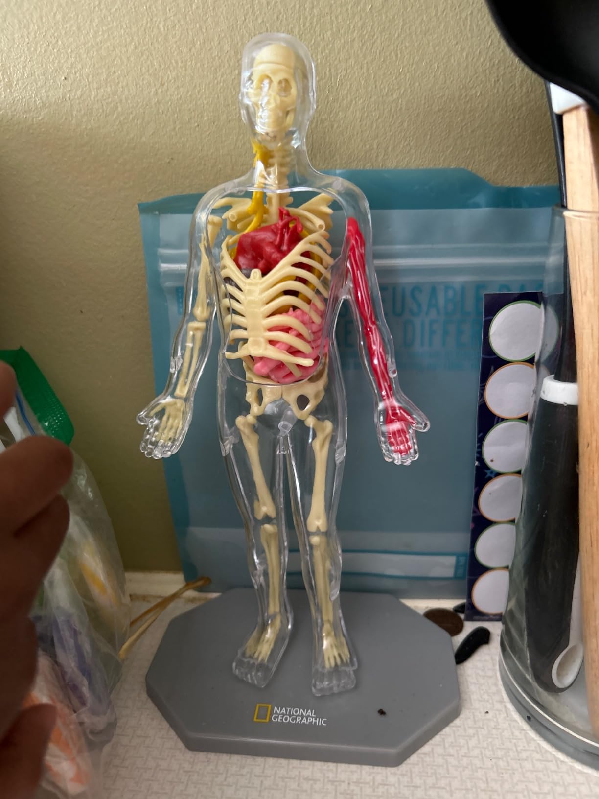 National Geographic Human Body Model for Kids 32-Piece Anatomy Set | Glow-in-the-Dark Bones, Organs & Muscles, Forceps and ID Chart, Anatomy and Physiology Learning, STEM Toy, Birthday Gift customer photo 2