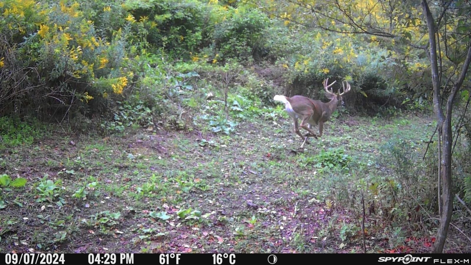 SPYPOINT Flex-M Twin Pack Cellular Trail Cameras - Best Hunting Accessories, No WiFi Needed, GPS, Night Vision, Dual-Sim LTE, IP65 Water-Resistant Game Camera, 28MP Photos, 720p Videos + Sound (2) customer photo 2