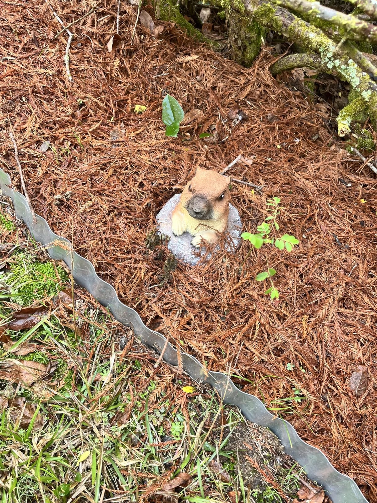 Meerkat Statue - Charming Meerkat Garden Animal Statue: Lifelike Decor Accent for Your Yard or Patio - Add Personality to Your Outdoor Space customer photo 1