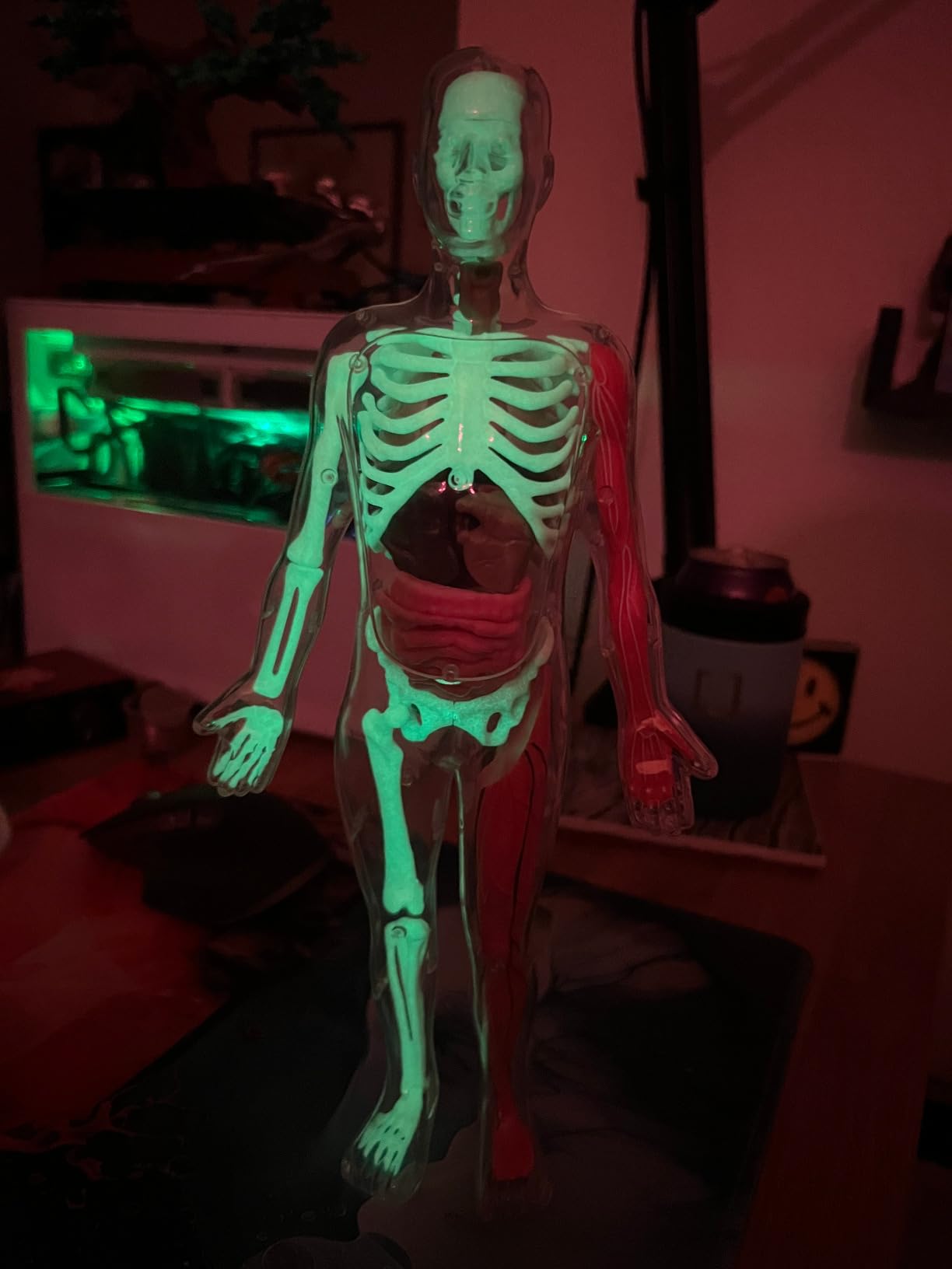 GobiDex Human Body Skeleton Model Kit, Glow in The Dark Science Kit for Kid | 40 Piece Anatomy Figure, STEM Educational Toys for Boys and Girls, Halloween Physiology Gifts for Kids Ages 8+ customer photo 1