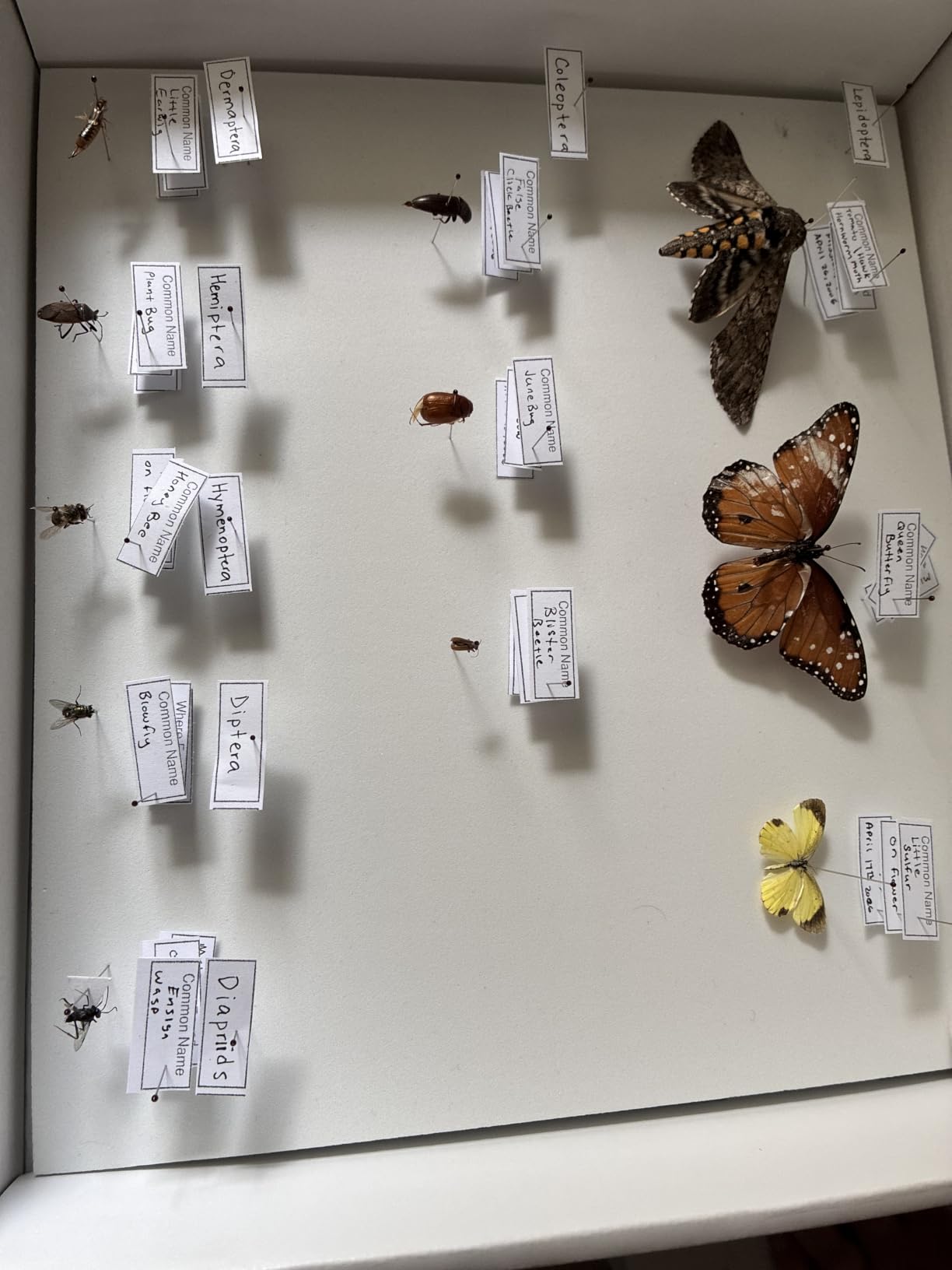 2 Sets Insect Pinning Kits Include 2 Insect Pinning Boxes 2 Insect Pinning Boards 100 Insect Pins and 3 Tweezers for Project Bugs Collection and Specimen Displays | Entomology Kit with Foam Pinning Boards for Bug Butterfly Specimen Collection Display Storage Boxes customer photo 1