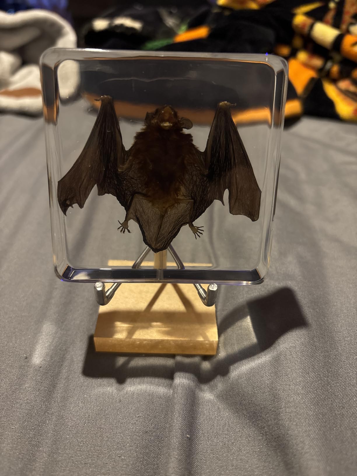 Taxidermy Bat, Real Bat Specimens Animal Specimen in Resin with Acrylic Base Display Stand for Science Classroom Science Education.Gothic Gift for Fans of Taxidermy, Animal Skull, Oddities, Biology customer photo 1