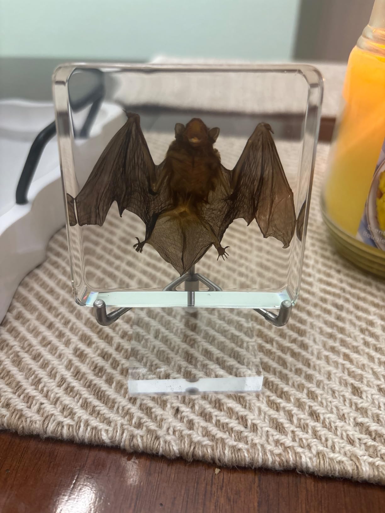 Taxidermy Bat, Real Bat Specimens Animal Specimen in Resin with Acrylic Base Display Stand for Science Classroom Science Education.Gothic Gift for Fans of Taxidermy, Animal Skull, Oddities, Biology customer photo 2