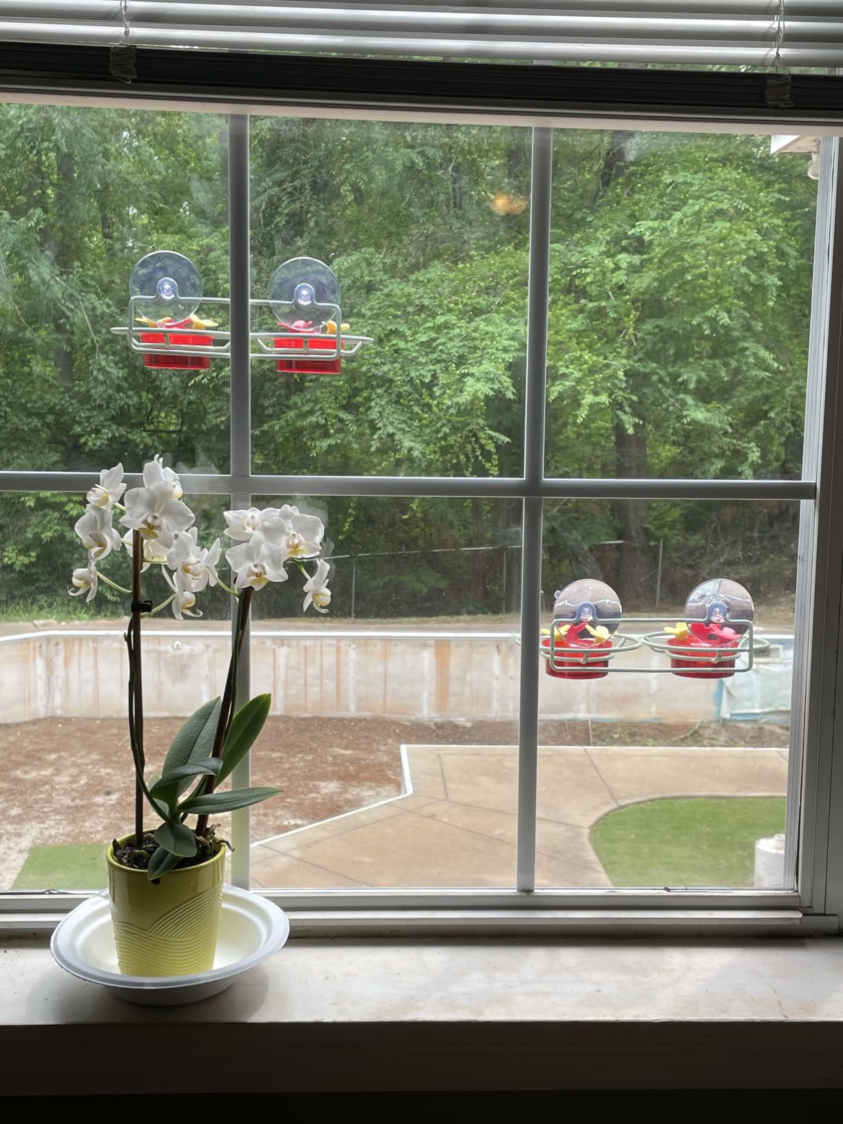 Dreamdrawer Window Hummingbird Feeder, Small Hummingbird Feeder for Outdoors with Strong Suction Cup - Metal Base & 6 Feeding Ports, Easy to Clean and Refill customer photo 1