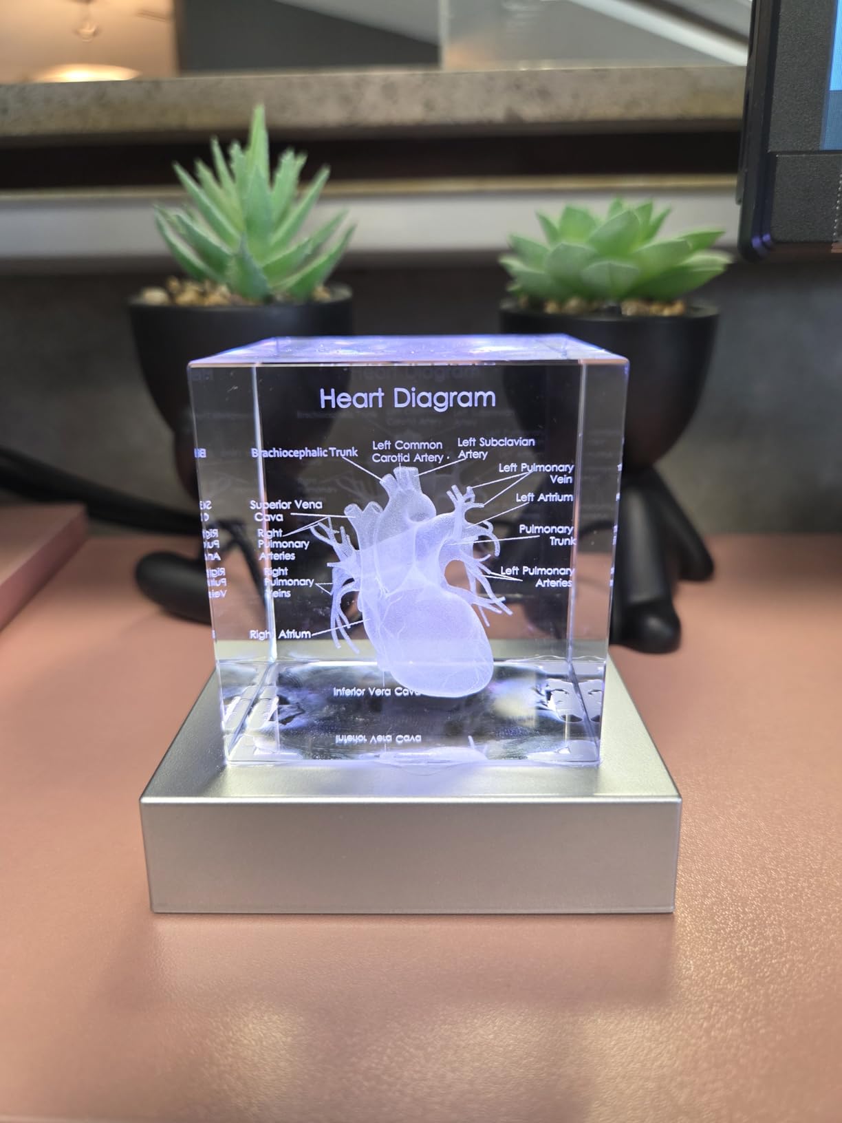 Movdyka 3D Crystal Human Tooth Anatomy Model Decor Gifts for Dentist | 3D Laser Etched Tooth Figurine Dental Hygienist Graduation Gifts Office Science Decor Paperweight with Colorful LED Base customer photo 2