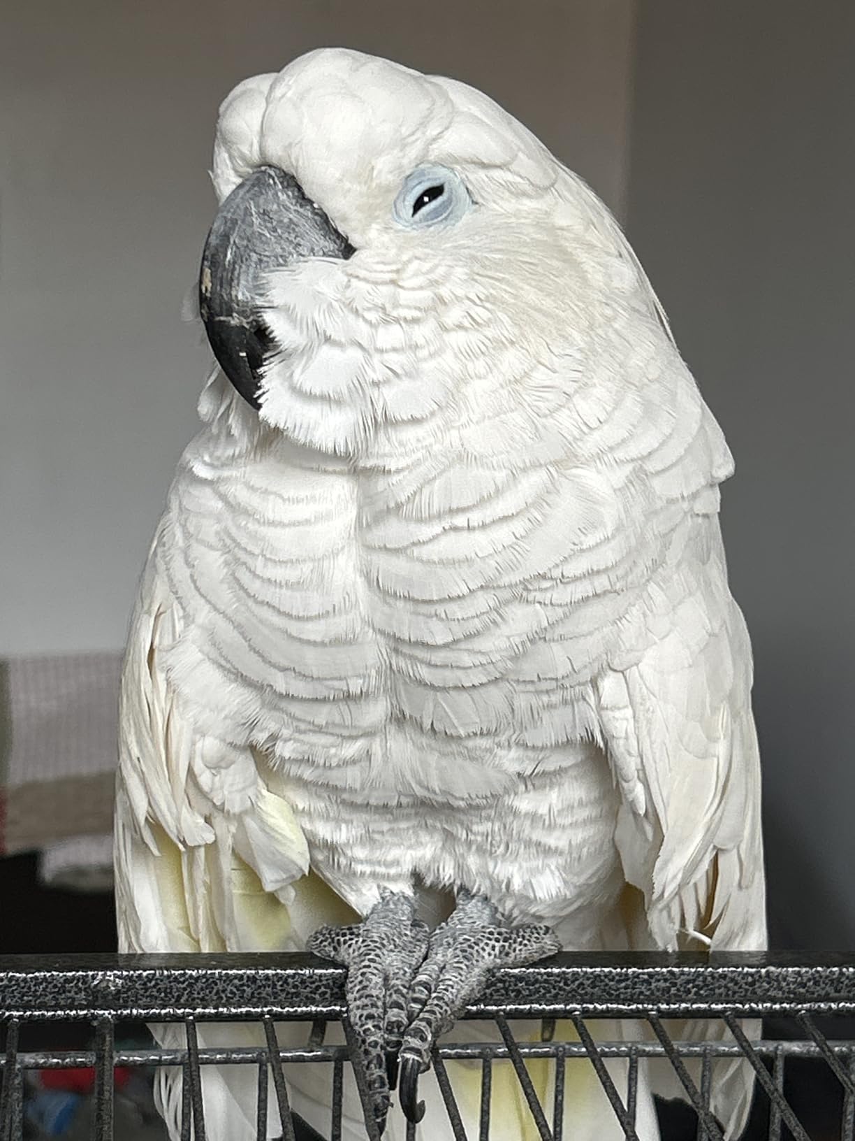 Bird Toys, Parrot Toys for Large Birds, Natural Corn cob and Loofah Slices Bird chew Toys for African Grey Parrots, Macaws, Cockatoos, Amazon Parrot and other Small and Medium-Sized Parrot (Colorful) customer photo 2