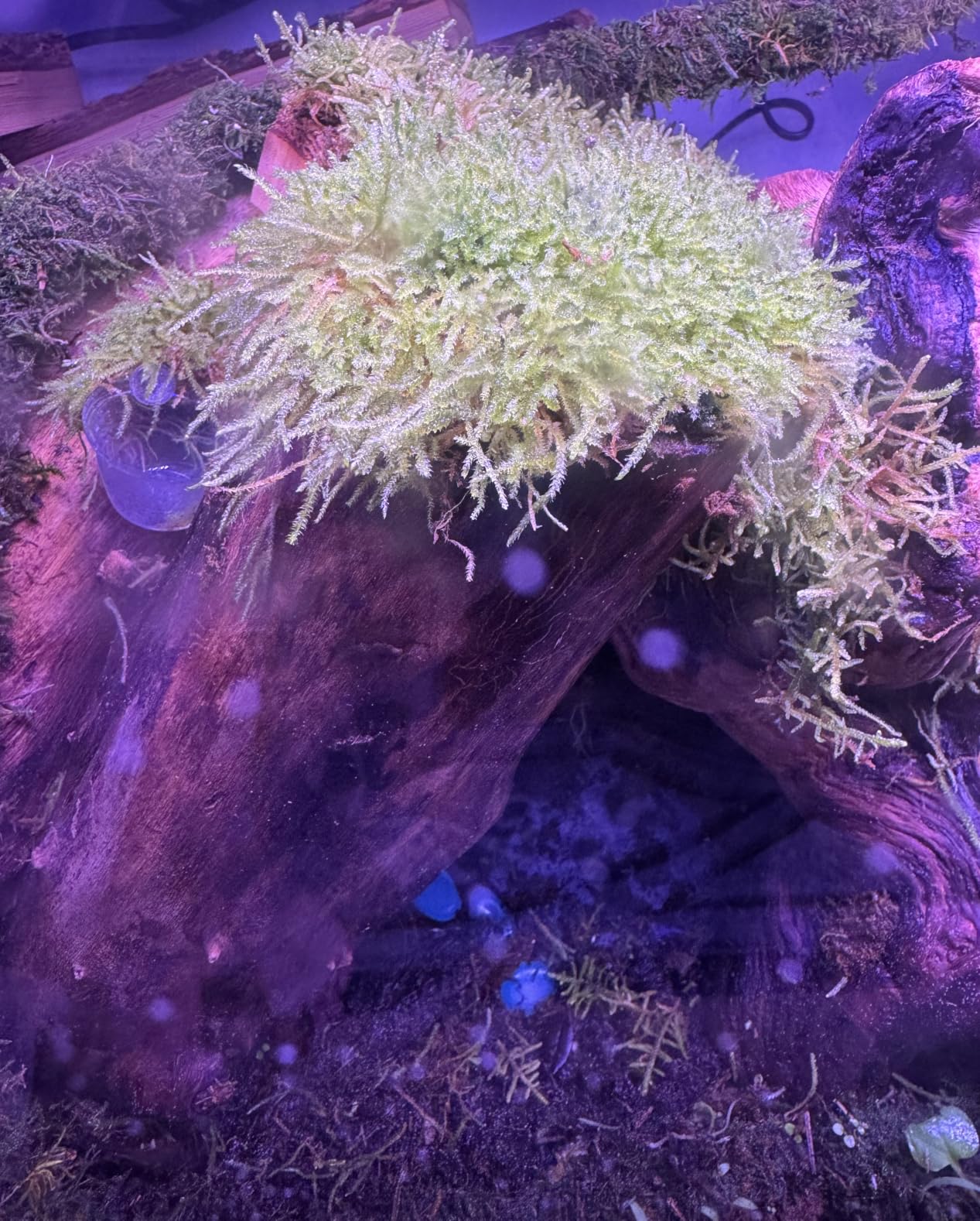 Live Moss 4-Pack for Terrariums,Potted Plants & Floral Decor | Random Varieties, Easy to Revive, Dye-Free, Mixed Green Texture, Bonsai, Potted Plants, Miniature Landscapes, Plant Displays customer photo 1