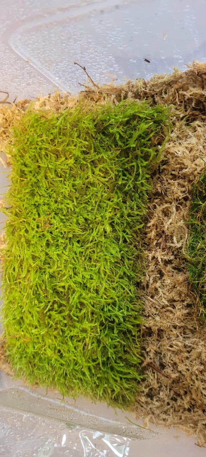 Live Moss 4-Pack for Terrariums,Potted Plants & Floral Decor | Random Varieties, Easy to Revive, Dye-Free, Mixed Green Texture, Bonsai, Potted Plants, Miniature Landscapes, Plant Displays customer photo 2