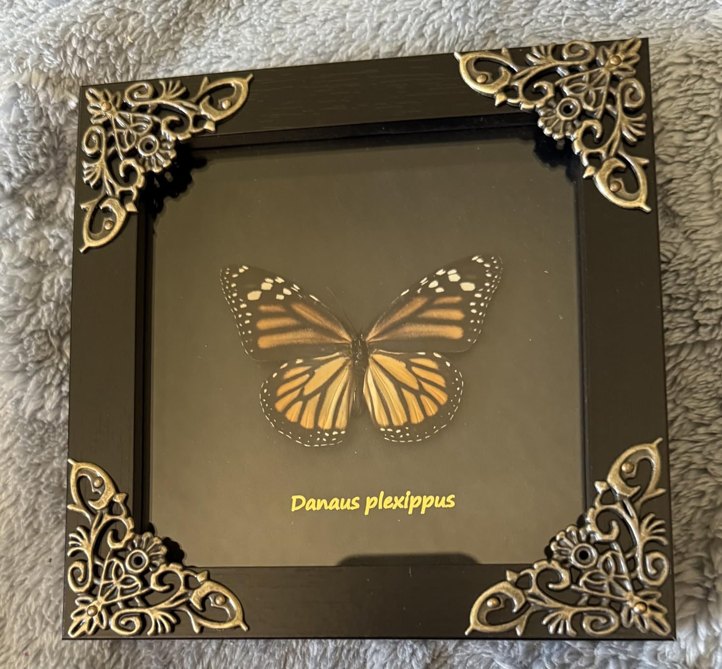 Monarch Butterfly Framed Decoration - Handmade Wood Shadow Box Insect Frame for Butterfly Collectors - Tabletop, Wall Art, Gothic Home Decor customer photo 1