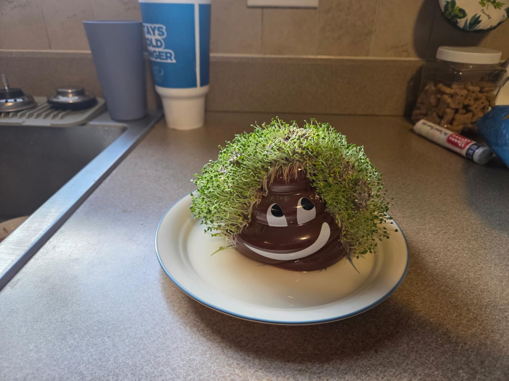 Chia Pet Teenage Mutant Ninja Turtle with Seed Pack, Decorative Pottery Planter, Easy to Do and Fun to Grow, Novelty Gift, Perfect for Any Occasion, Leonardo customer photo 2