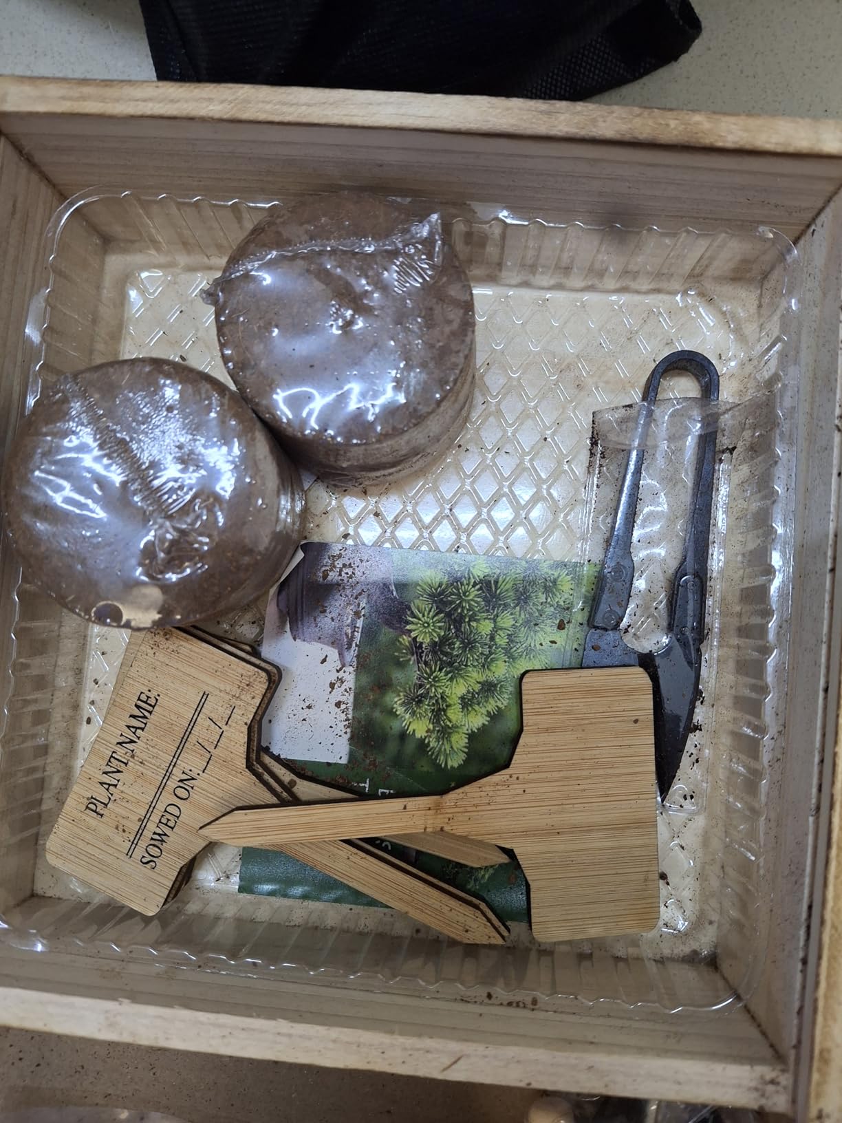 Bonsai Tree Starter Kit for Beginners - Indoor Live Plant Gardening Adult Craft DIY Kits - Unique Christmas, Birthday, White Elephant Gifts for Women, Men, Boys & Girls | Suitable for Women, Men, Boys & Girls, Ideal Gift for Christmas, Birthday and White Elephant Party customer photo 2