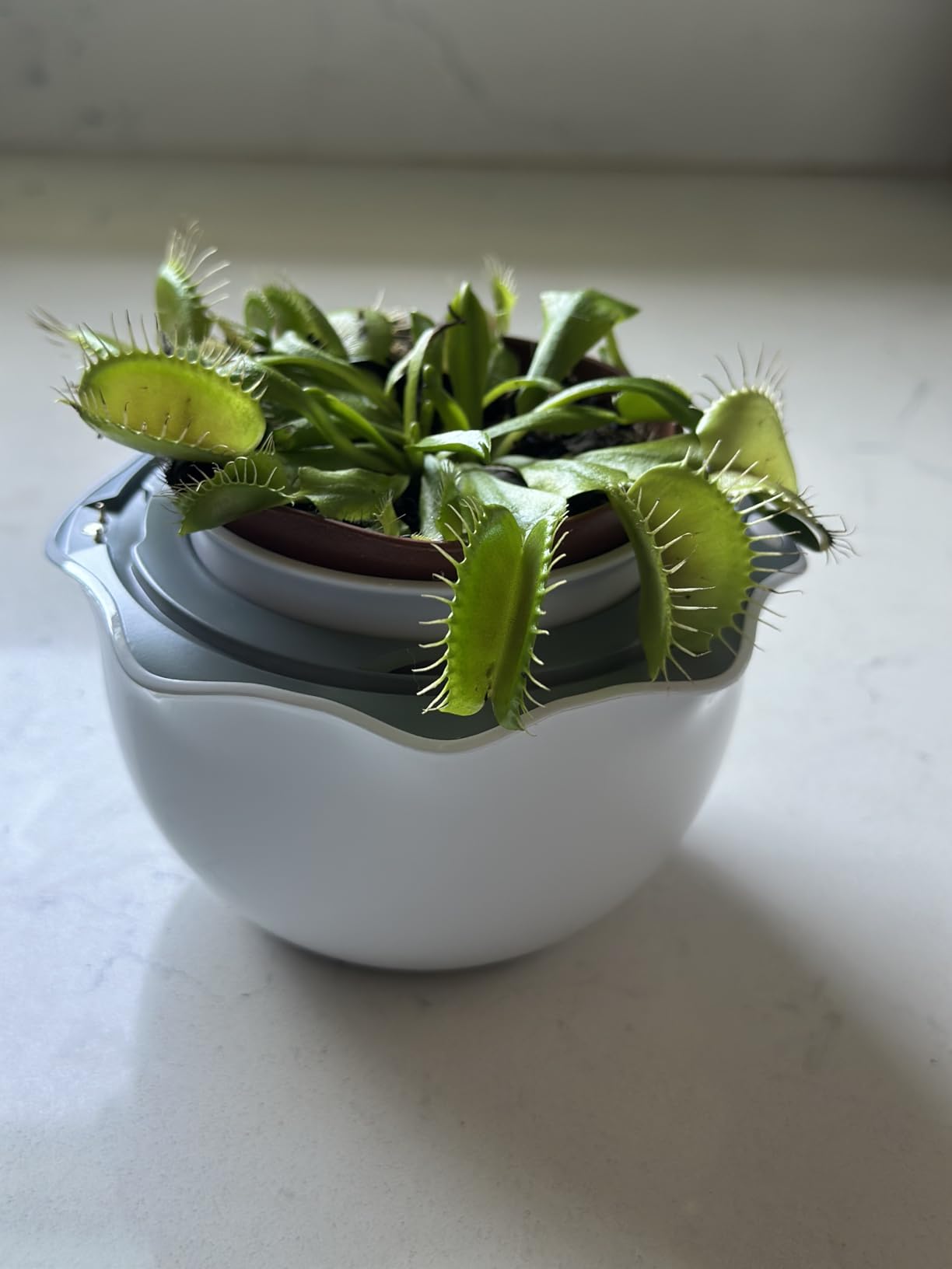 Smart Venus Fly Trap Terrarium Pot with Timer & Fan, Mini Plant Terrarium Kit | Plant Terrarium Kit with Grow Light for Carnivorous, Butterwort, Venus Fly trap customer photo 1