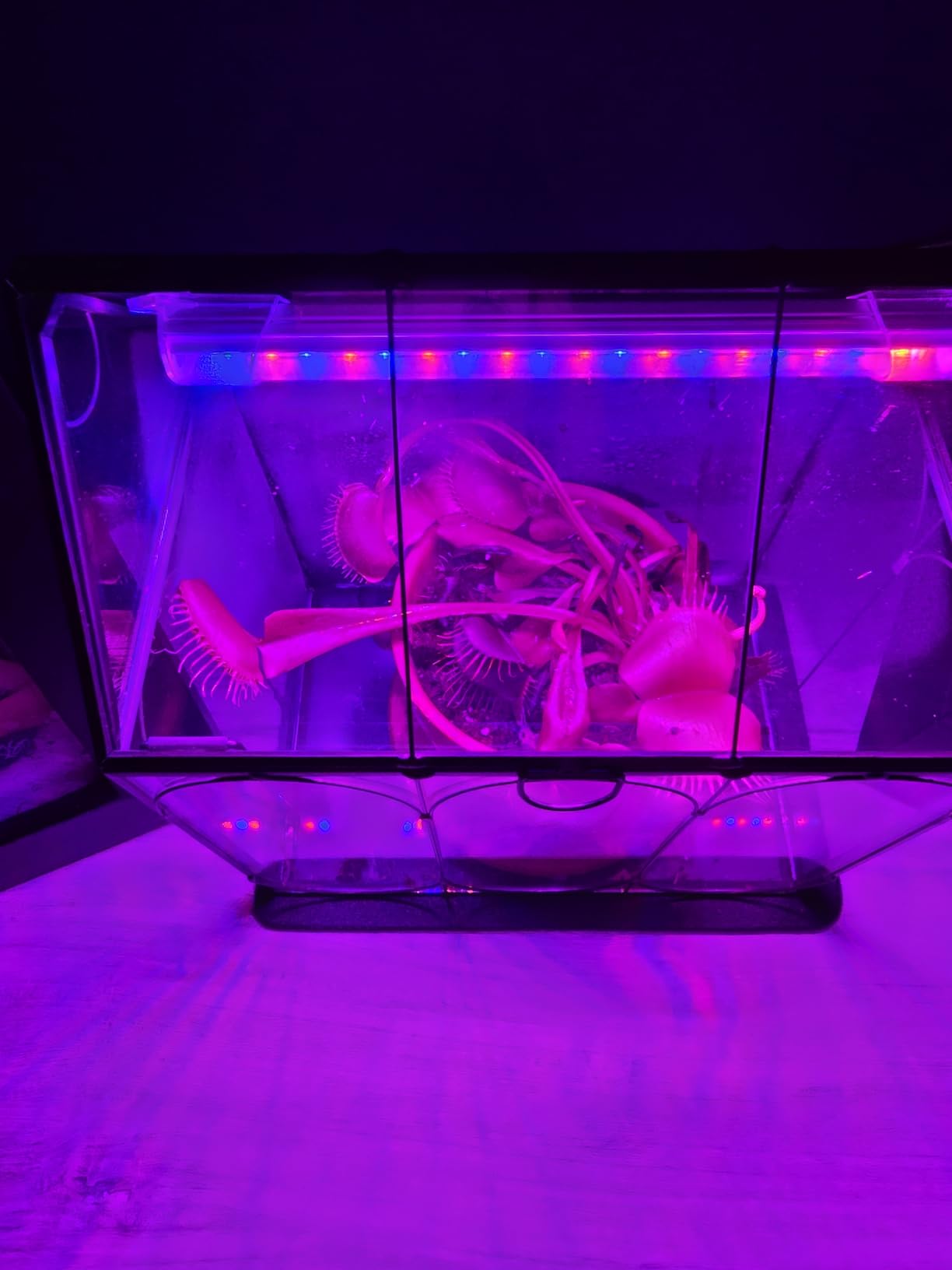 RIFNY Plant Terrarium with Grow Light, Glass Terrarium 7.1 x 4.8 x 8.8 Inch | Terrarium with LED Grow Light and Absorbent Mat for Venus Fly Trap Succulent Live Air Plants Indoor Home Office Decor customer photo 1