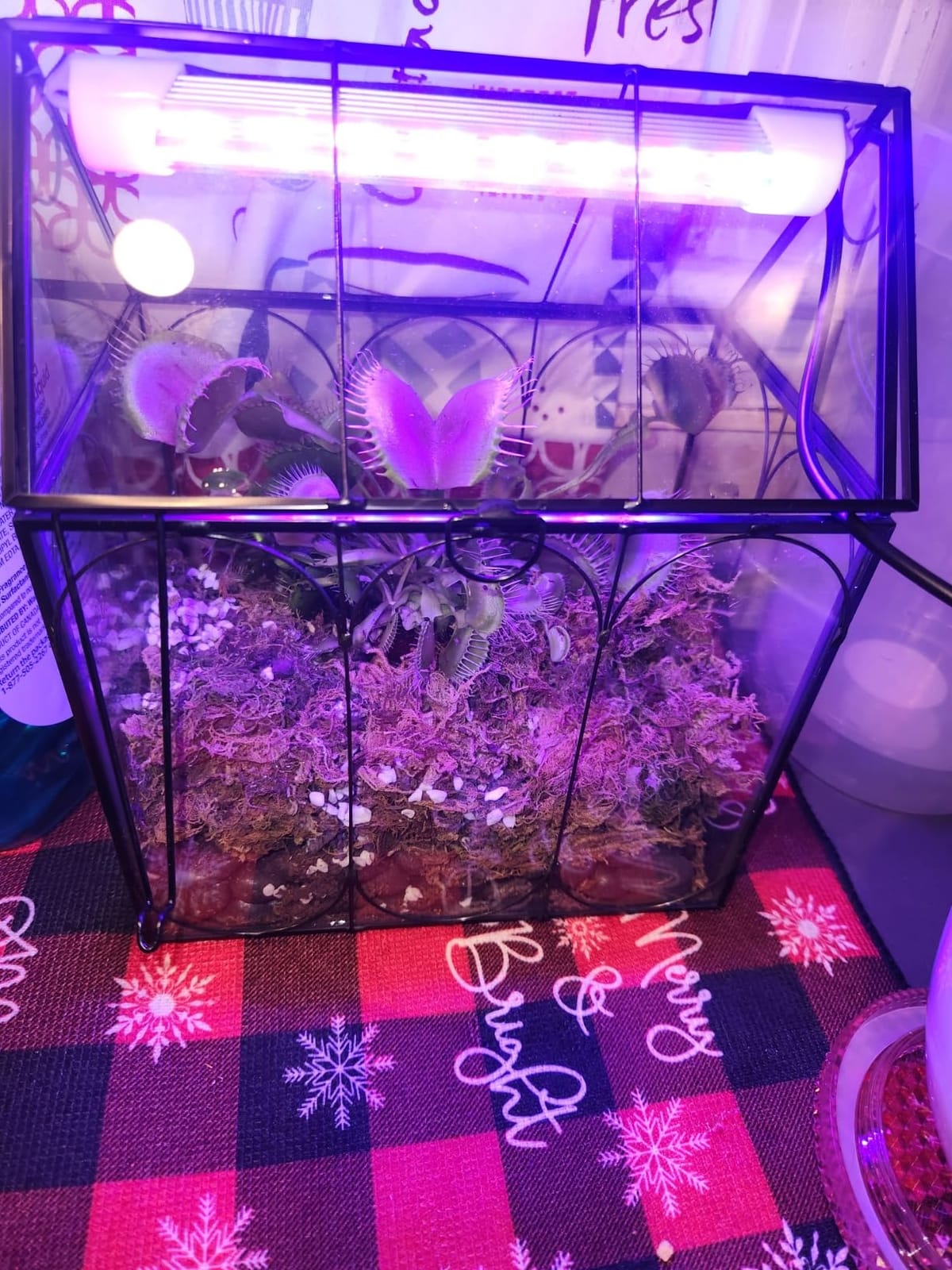RIFNY Plant Terrarium with Grow Light, Glass Terrarium 7.1 x 4.8 x 8.8 Inch | Terrarium with LED Grow Light for Venus Fly Trap Succulent Live Air Plants customer photo 2