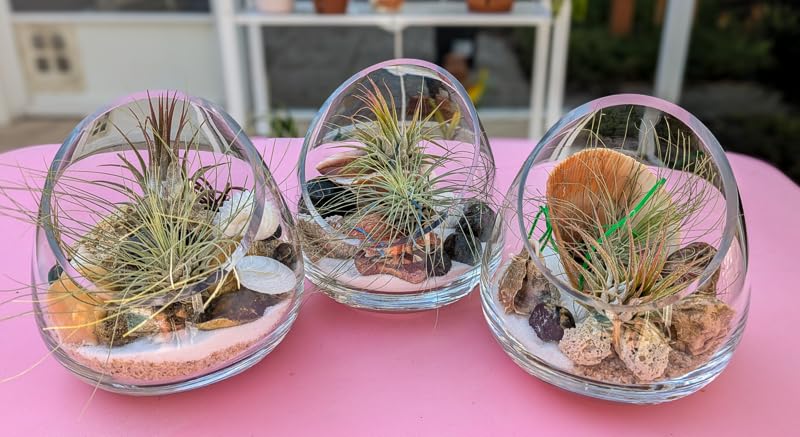 MyGift 5 Inch Premium Clear Glass Air Plant Terrarium, Tealight Candle Holder, Succulent Cactus Plant Vase, Set of 4 customer photo 2