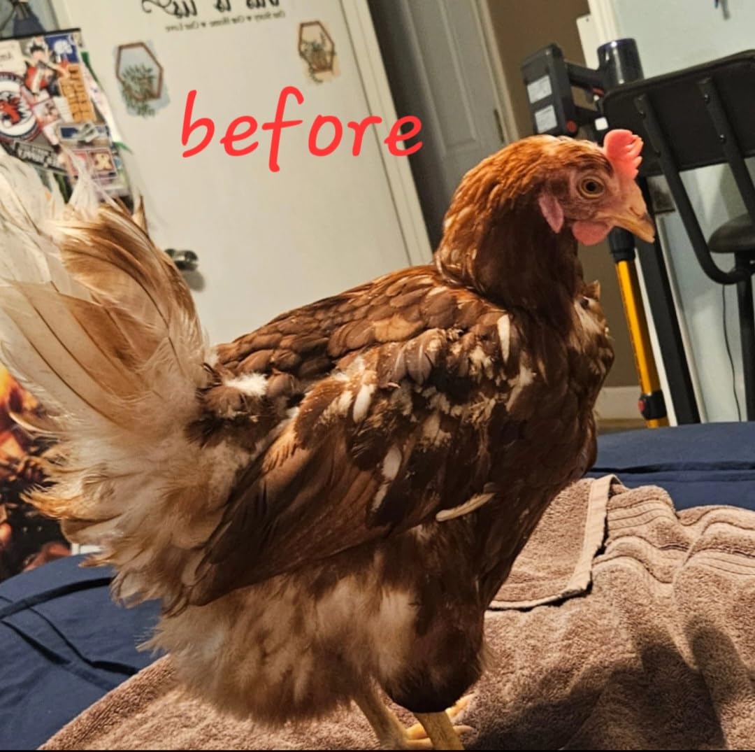 Premo Guard Natural Poultry Spray - Kills Scaly Leg Mites, Fleas, & Lice, Natural Plant Based Oils, Chicken Coop Pest Control & Prevention customer photo 1