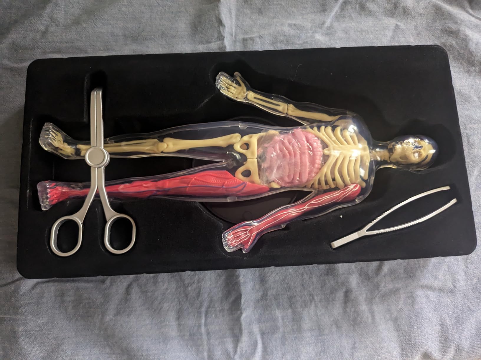 Human Anatomy Squishy Body Model - STEM Science Kits for Kids Ages 4-8 | STEM Toys for 4 5 6 7 8 Year Old Boy Birthday Gift - Learning Educational Toys for Ages 5-7 Boys Gifts - Skeleton Parts customer photo 1
