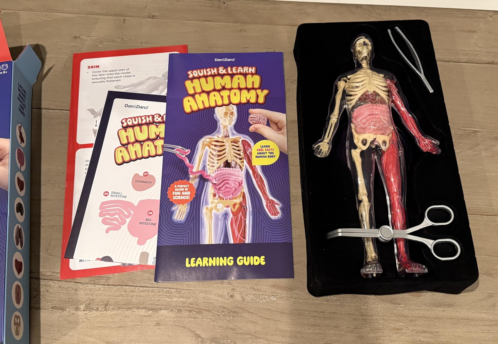 Human Anatomy Squishy Body Model - STEM Science Kits for Kids Ages 4-8 | STEM Toys for 4 5 6 7 8 Year Old Boy Birthday Gift - Learning Educational Toys for Ages 5-7 Boys Gifts - Skeleton Parts customer photo 2